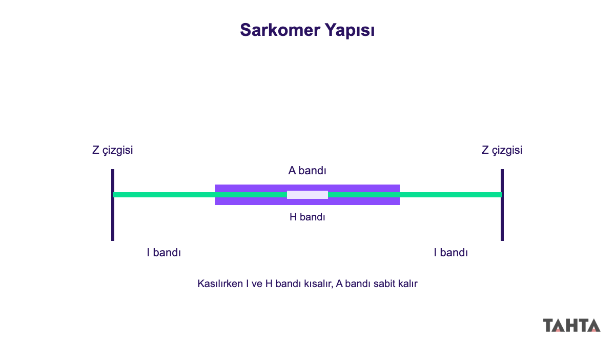 Sarkomer yapısı Z çizgisi A bandı I bandı H bandı etiketli şema