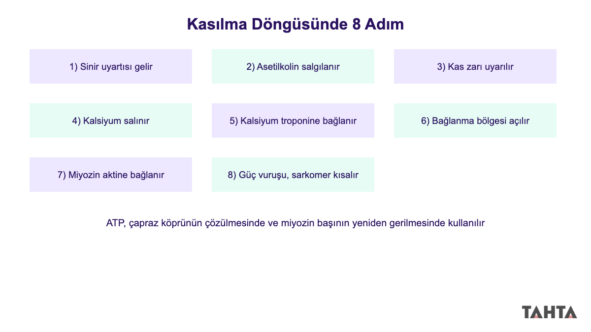 Kas kasılma döngüsü sekiz adımda sinyalden güç vuruşuna kadar şema