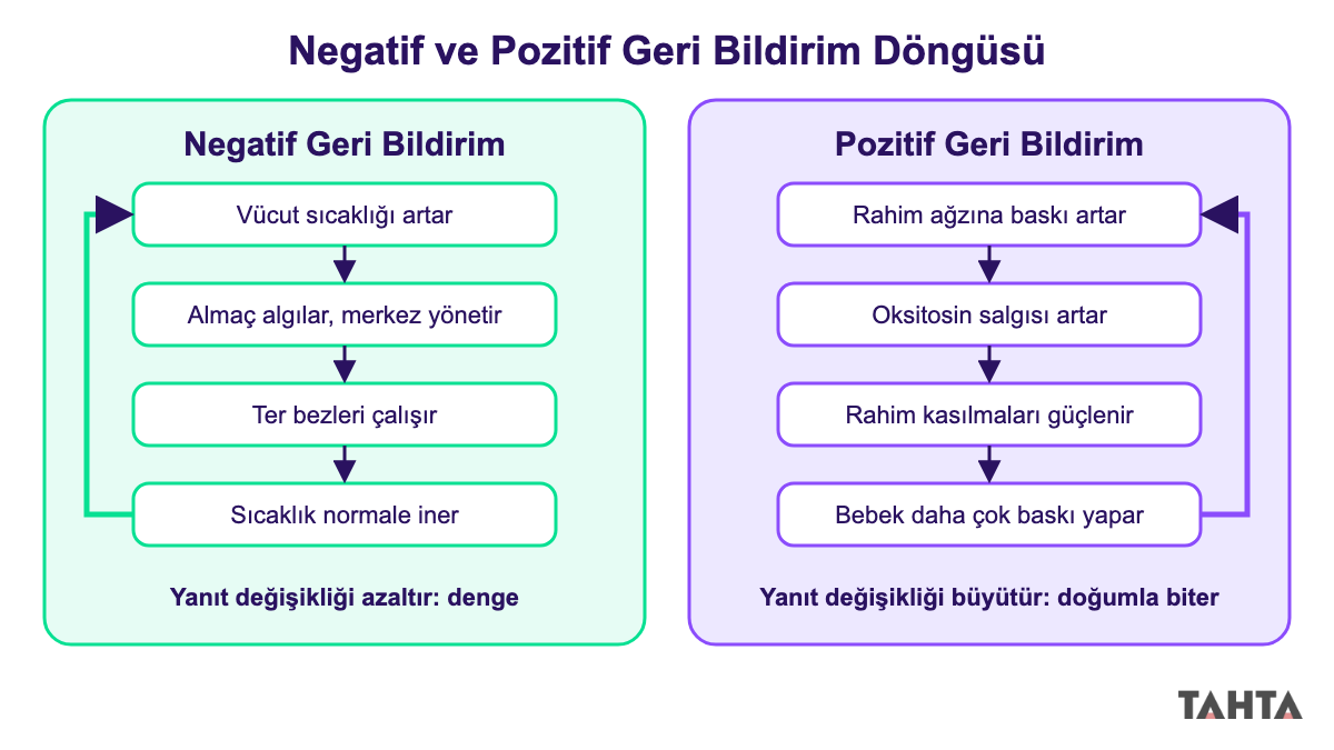 Negatif geri bildirimin değişikliği azalttığı, pozitif geri bildirimin büyüttüğü döngü şeması