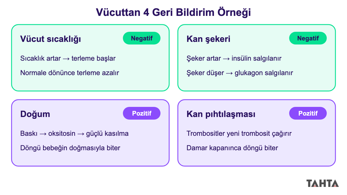 Vücut sıcaklığı, kan şekeri, doğum ve kan pıhtılaşmasında geri bildirim türlerini gösteren dört panel