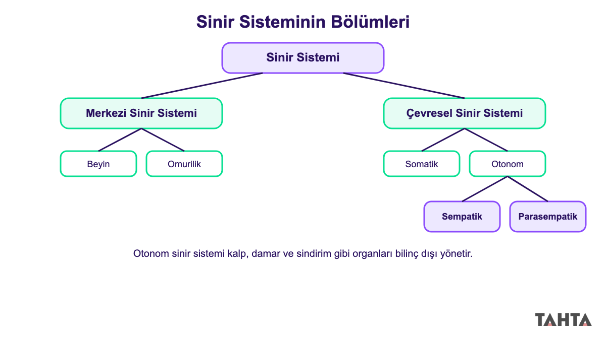 Sinir sisteminin merkezi, çevresel, somatik ve otonom bölümlerini gösteren şema