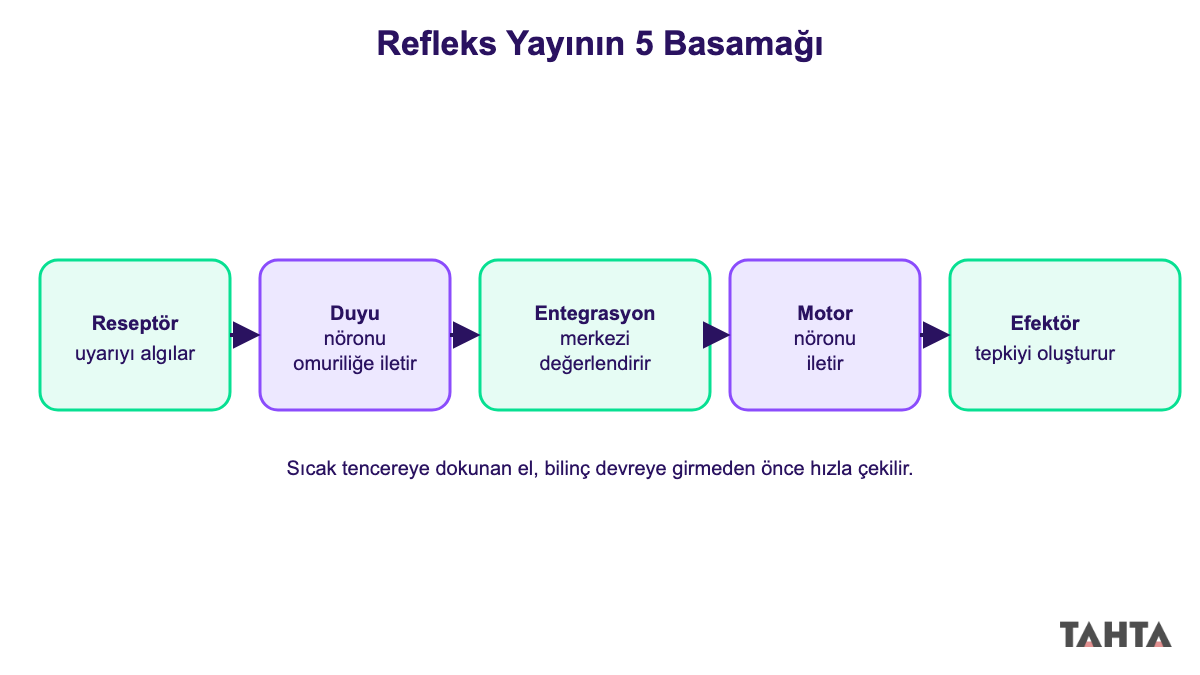 Refleks yayının reseptörden efektöre kadar beş basamağını gösteren akış şeması