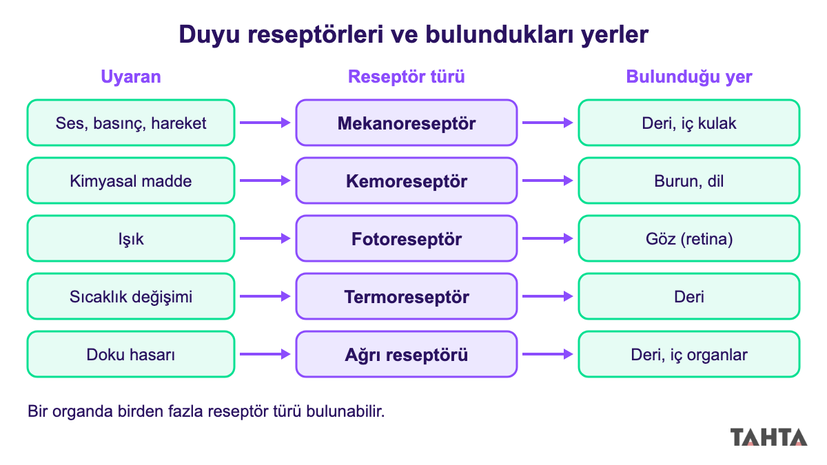 Beş reseptör türünü algıladığı uyaran ve bulunduğu organla eşleştiren şema