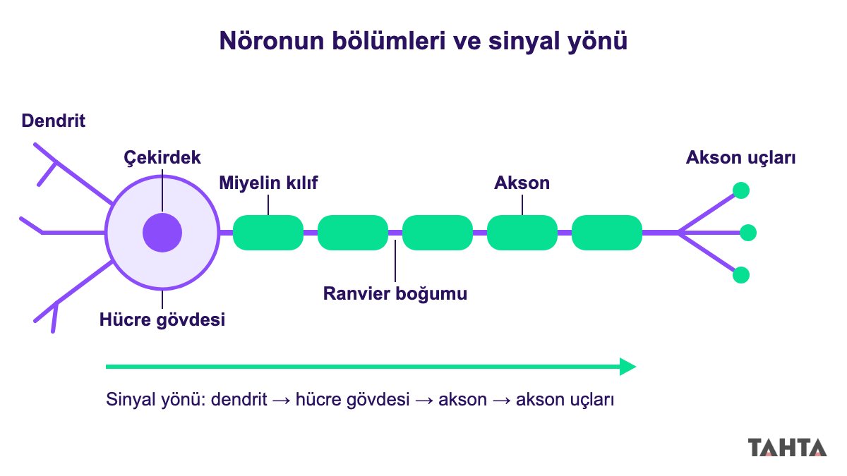 Dendrit, hücre gövdesi, akson, miyelin kılıf ve Ranvier boğumu etiketli nöron şeması