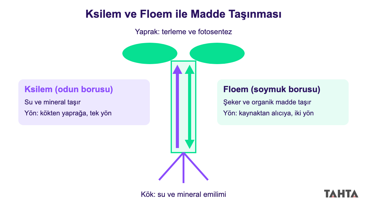 Bitki şeması: ksilemde su ve mineral kökten yaprağa, floemde şeker iki yönlü taşınıyor