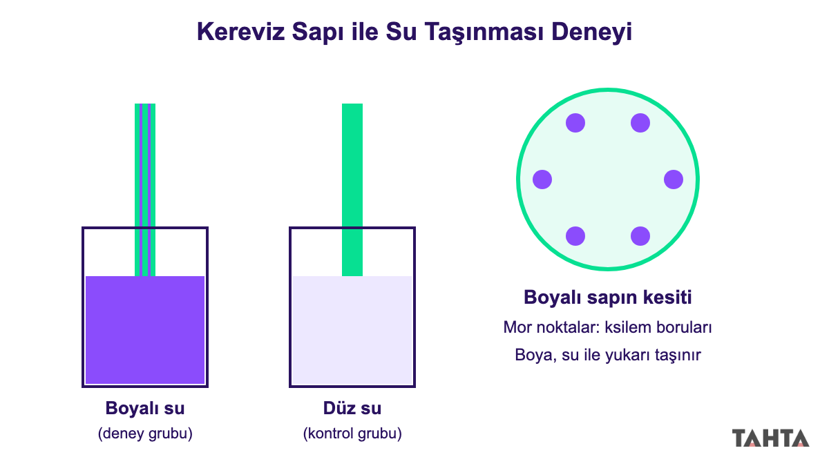 Boyalı suya ve düz suya konan kereviz sapları ile kesitte boyanan ksilem boruları