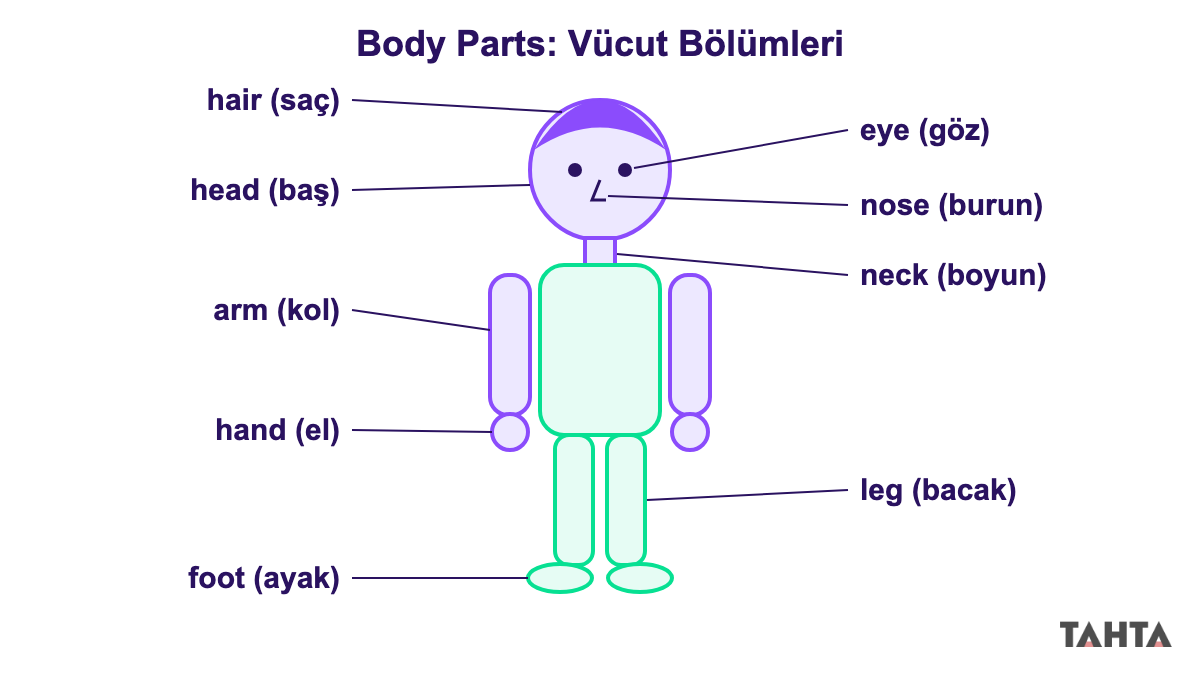 Bir çocuk figürü üzerinde neck arm leg head gibi vücut bölümlerini gösteren İngilizce etiketli şema