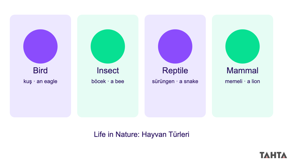 Bird insect reptile mammal hayvan türleri dört panelli karşılaştırma şeması