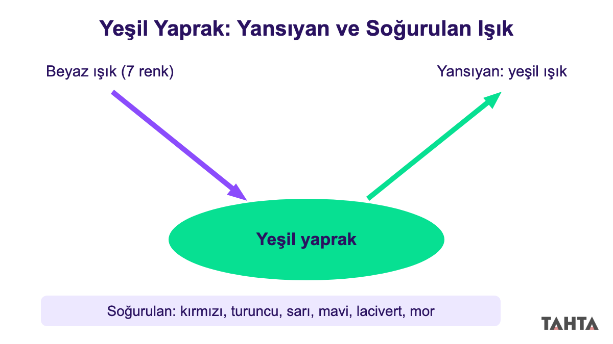 Yeşil yaprağa düşen beyaz ışıktan yeşilin yansıdığını, diğer altı rengin soğurulduğunu gösteren ok şeması