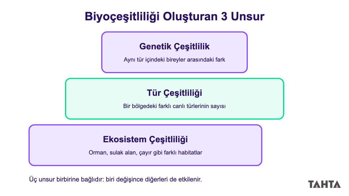 9. sınıf biyoçeşitliliği oluşturan genetik, tür ve ekosistem çeşitliliği şeması
