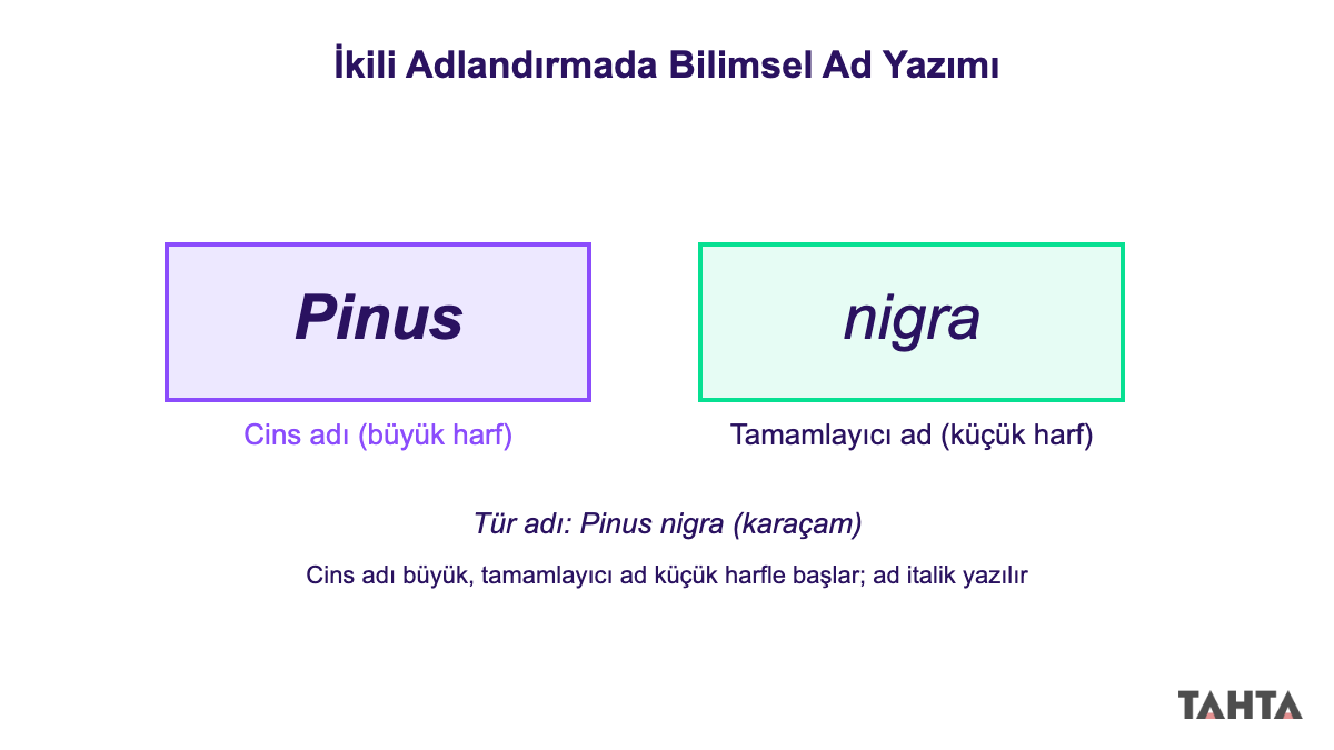 Linne ikili adlandırma bilimsel ad yazım kuralı şeması