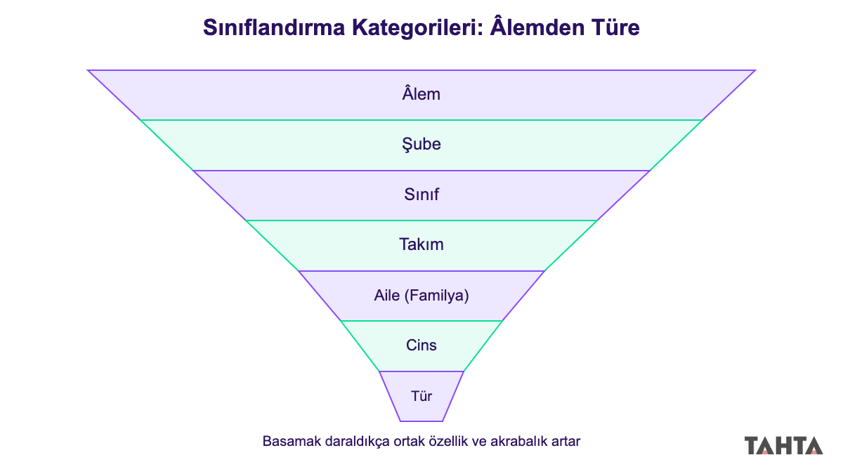 Sınıflandırma kategorileri basamakları piramidi şeması