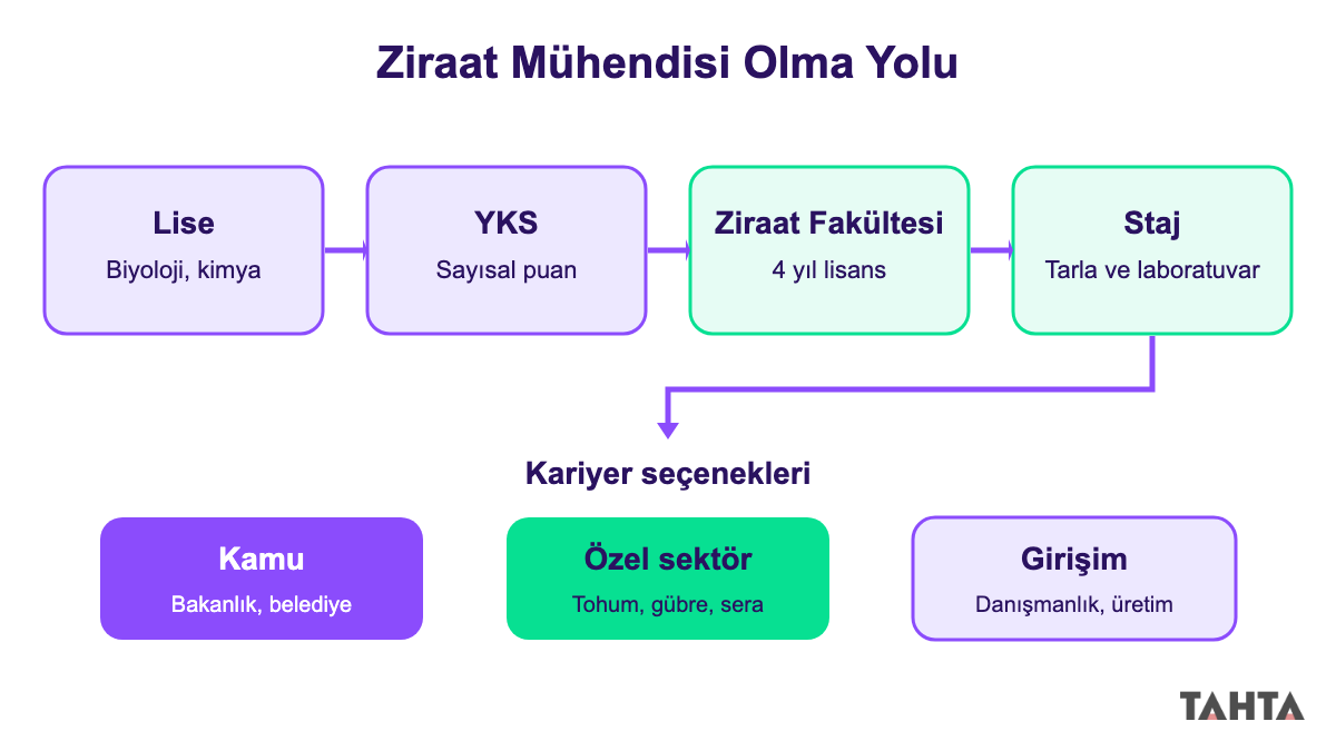 Ziraat mühendisi olma yolu: lise, YKS, ziraat fakültesi, staj ve kariyer seçenekleri şeması