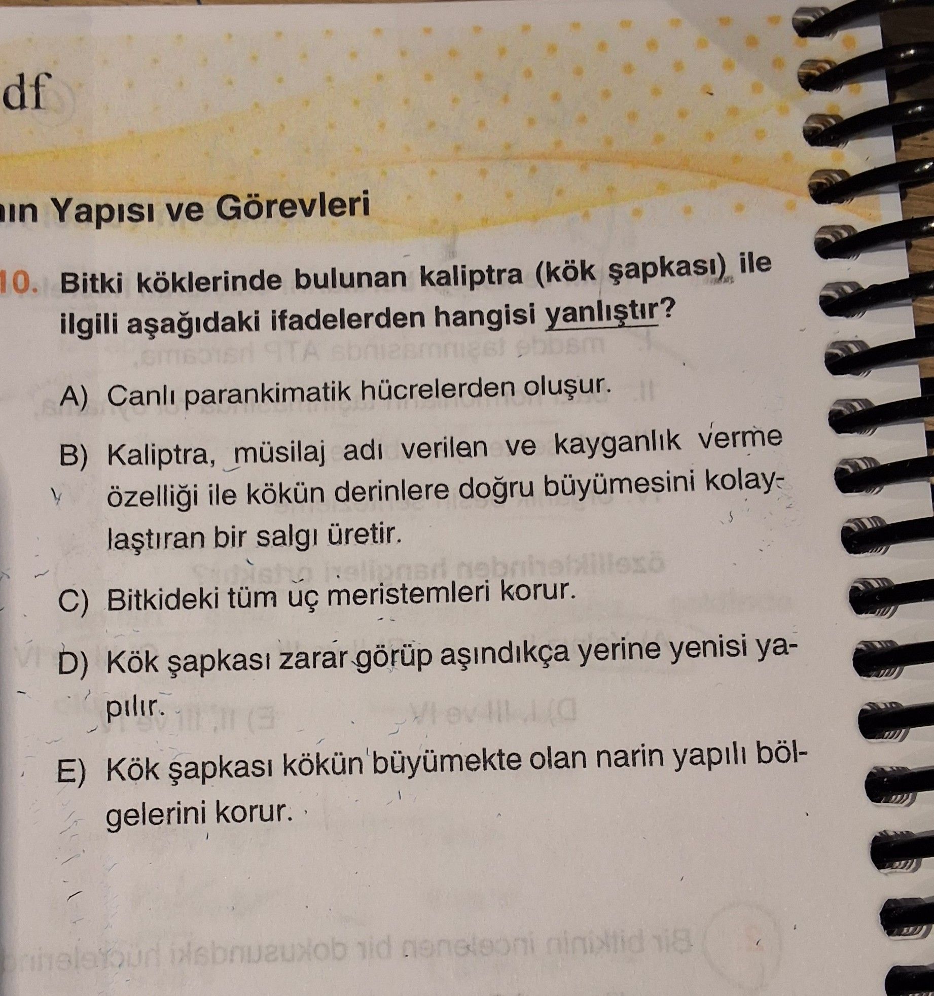 Bitki köklerinde bulunan kaliptra (kök şapkası) ile ilgili aşağıdaki ifadelerden hangisi yanlıştır?