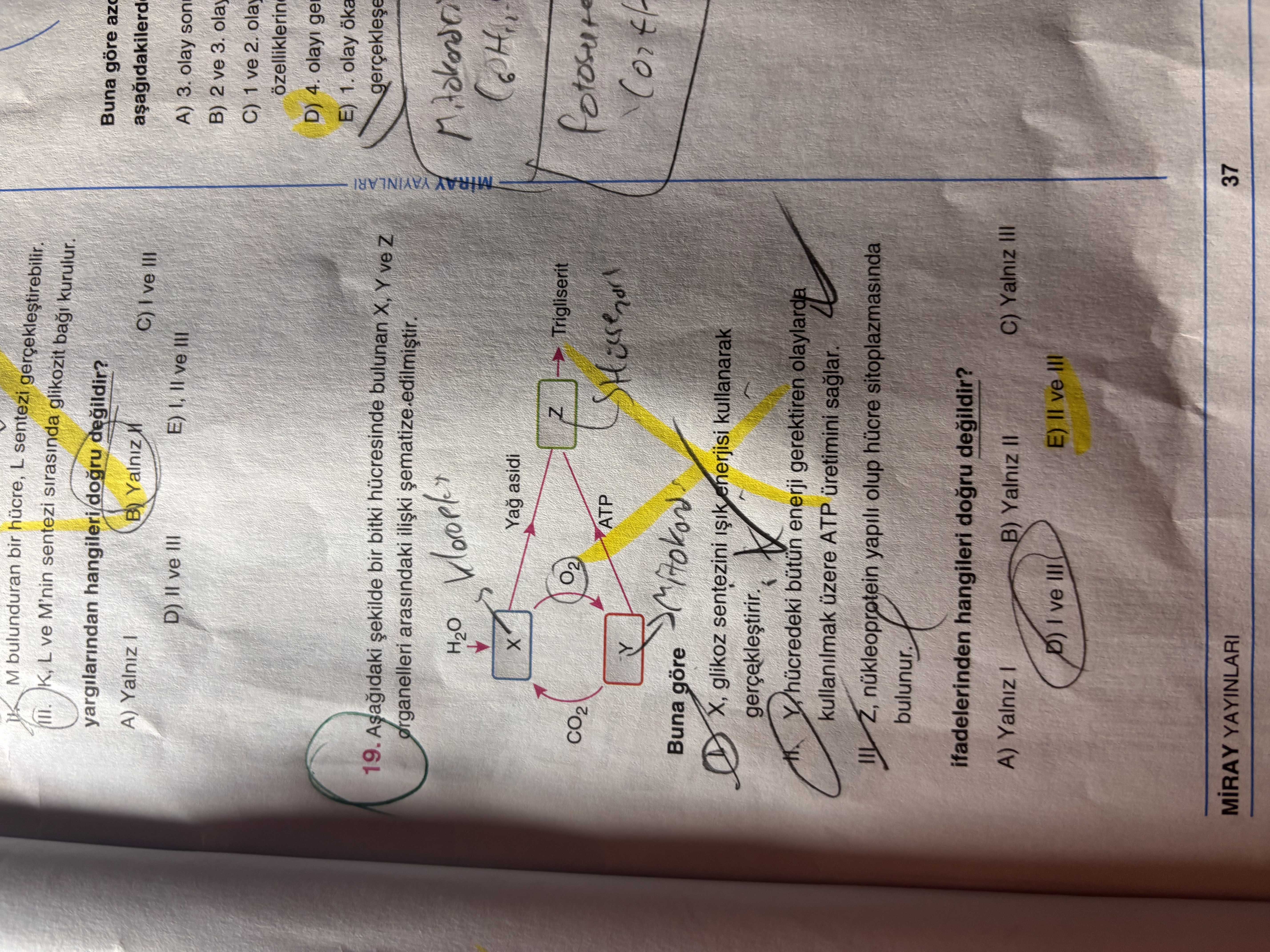 Aşağıdaki şekilde bir bitki hücresinde bulunan X, Y ve Z organelleri arasındaki ilişki şematize