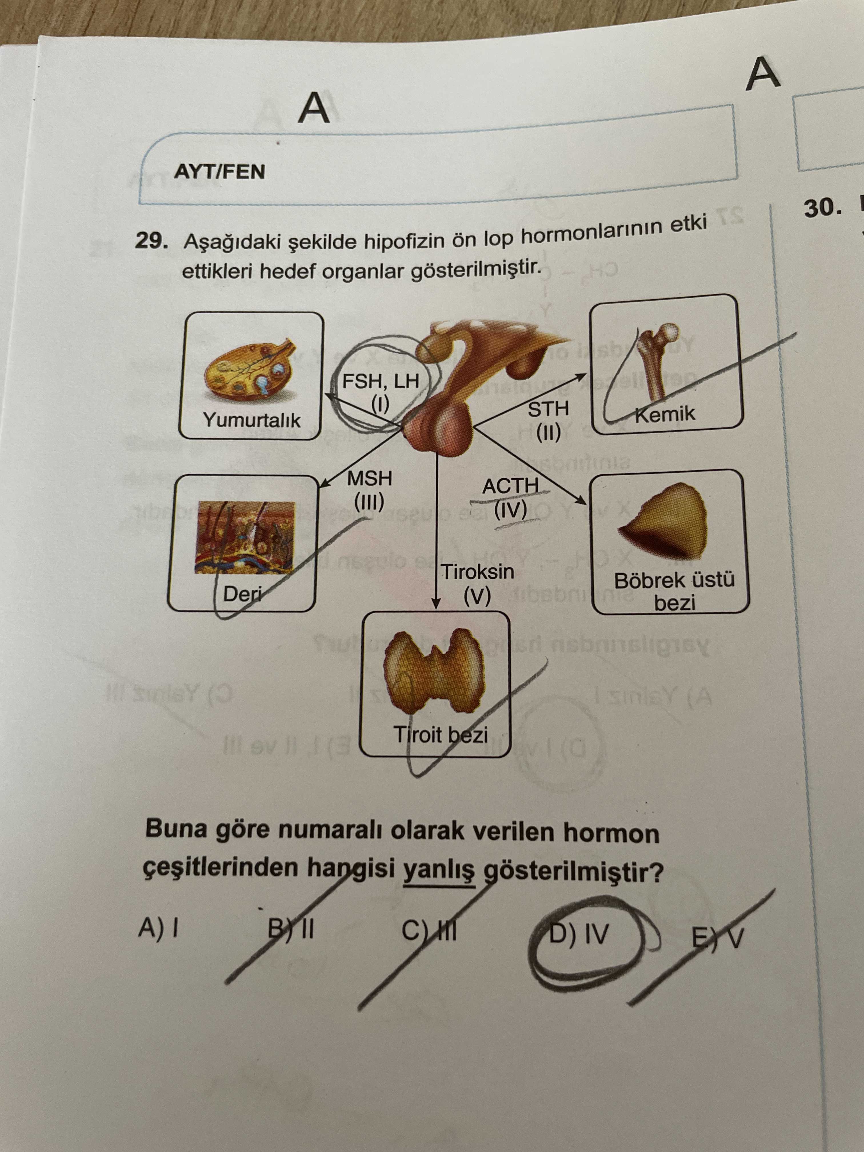 Aşağıdaki şekilde hipofizin ön lop hormonlarının etki ettikleri hedef organlar gösterilmiştir. Buna