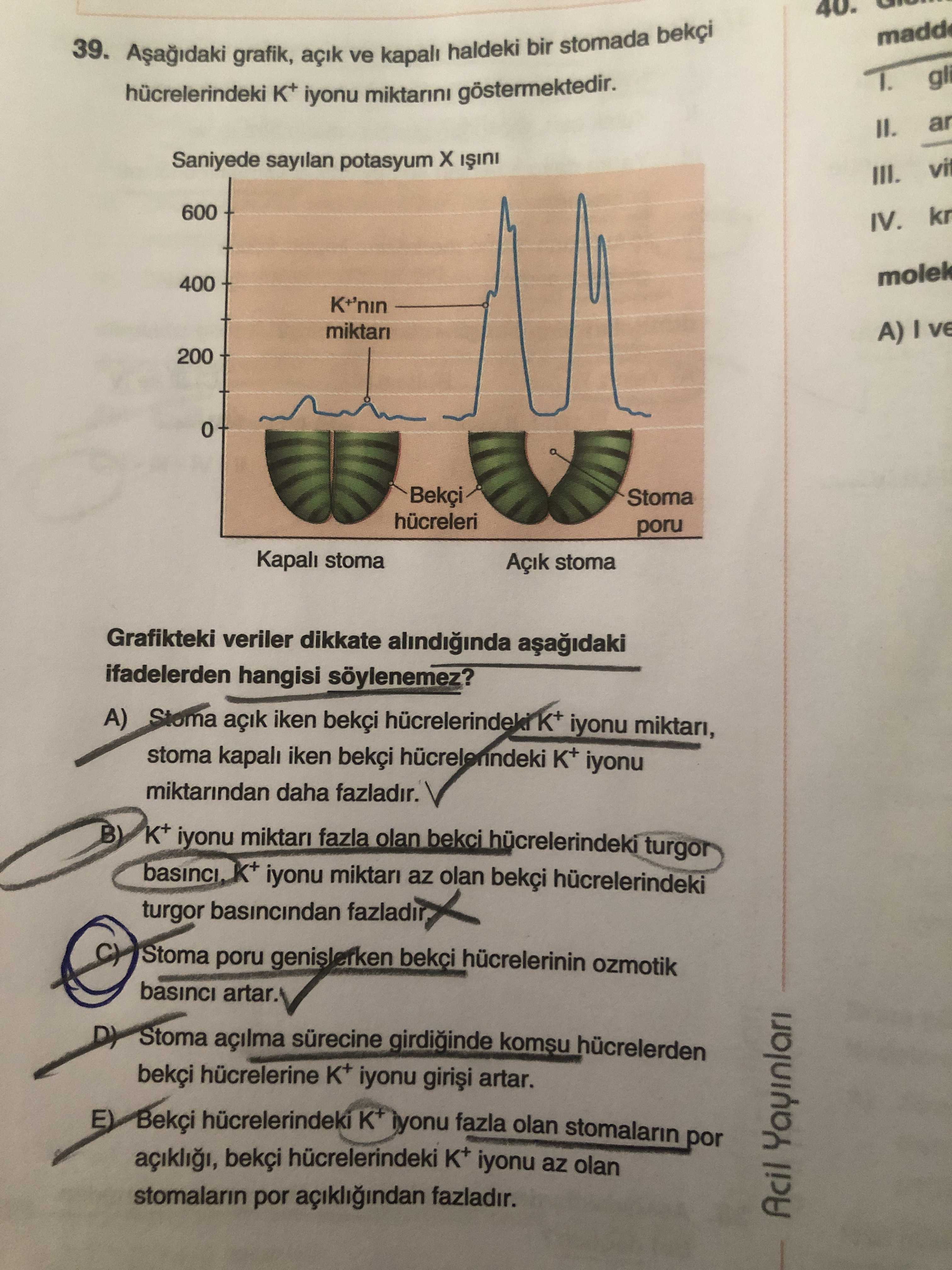 Aşağıdaki grafik, açık ve kapalı haldeki bir stomada bekçi hücrelerindeki K⁺ iyonu miktarını