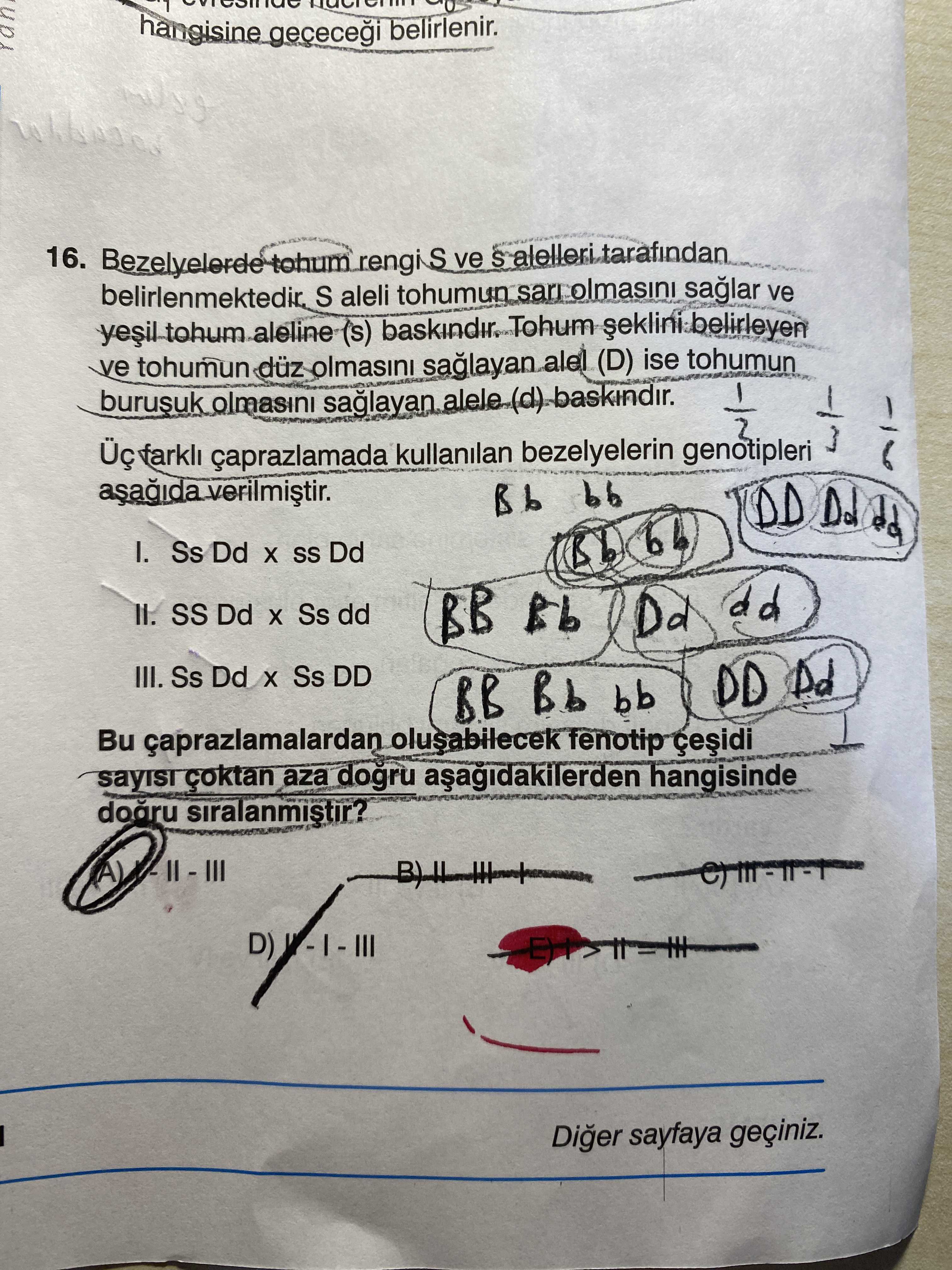 Bezelyelerde tohum rengi S ve s alelleri tarafından belirlenmektedir. S aleli tohumun sarı olmasını