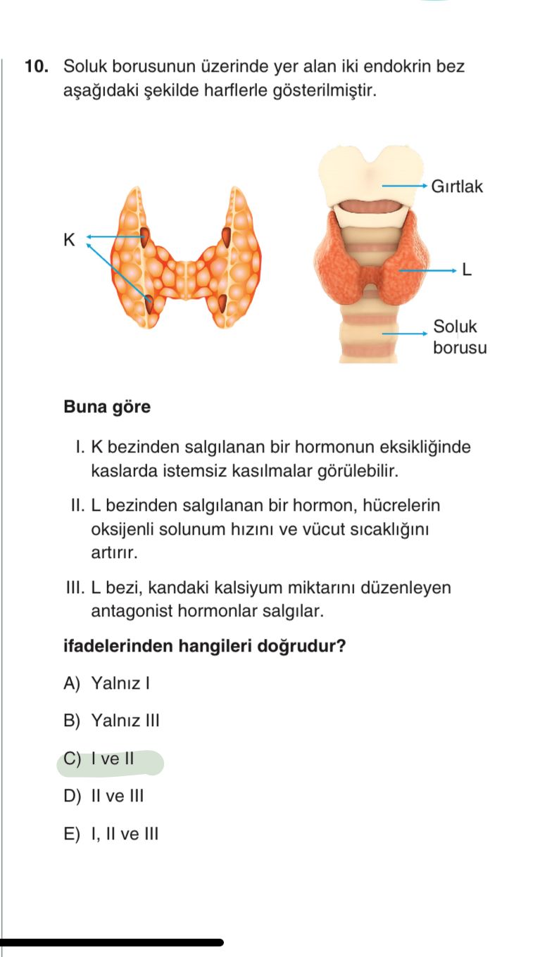 Soluk borusunun üzerinde yer alan iki endokrin bez aşağıdaki şekilde harflerle gösterilmiştir. Buna