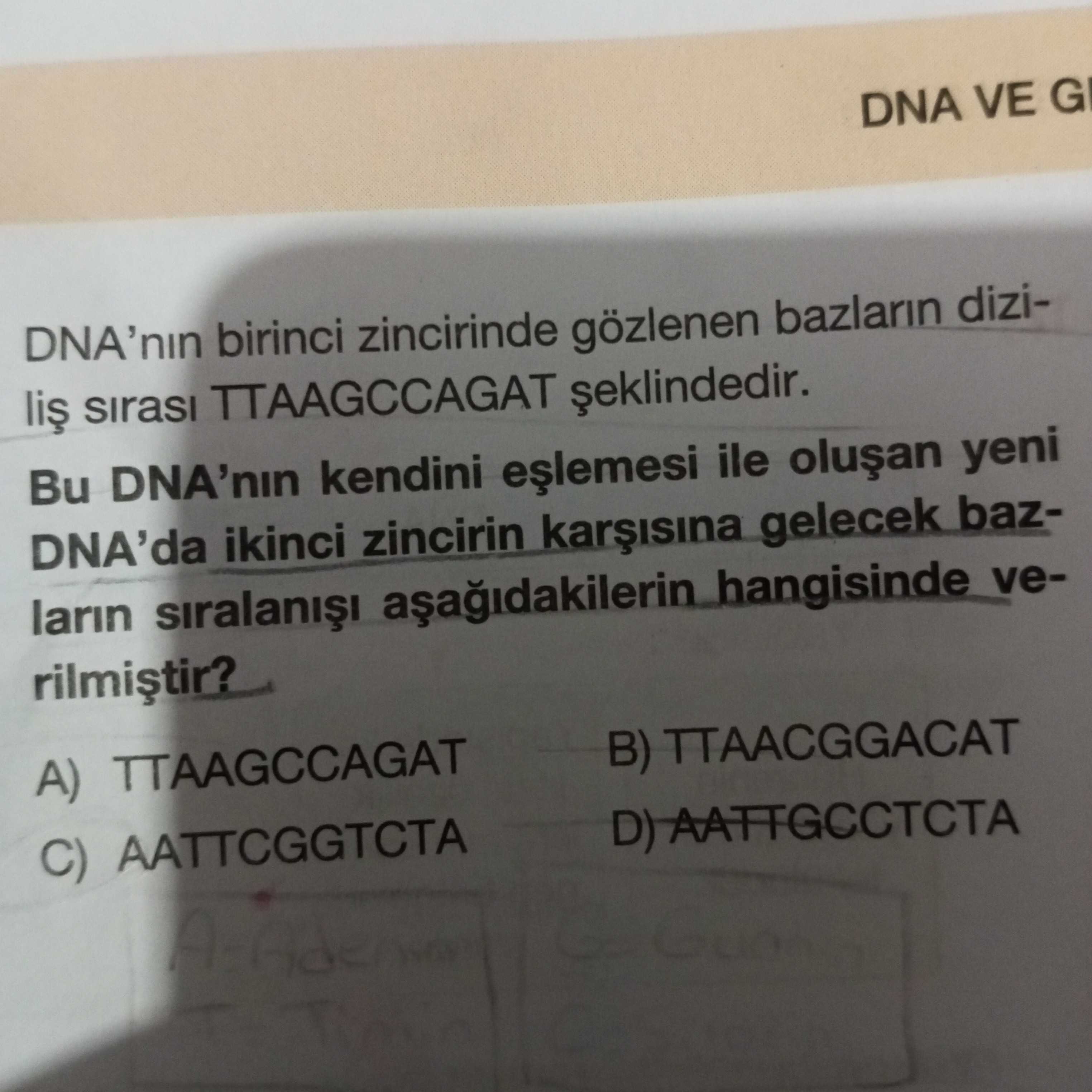 DNA'nın birinci zincirinde gözlenen bazların diziliş sırası TTAAGCCAGAT şeklindedir. Bu DNA'nın