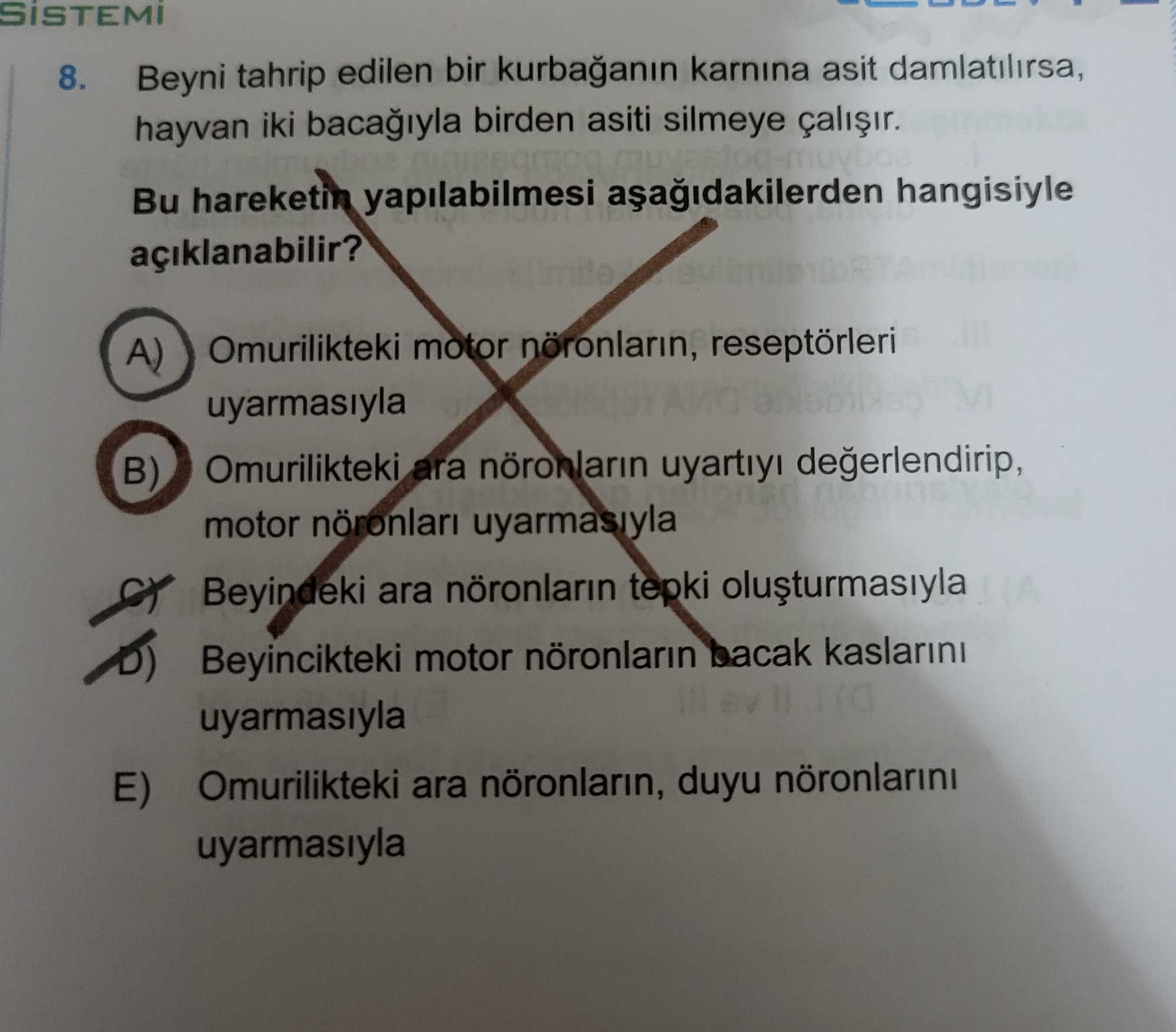 Beyni tahrip edilen bir kurbağanın karnına asit damlatılırsa, hayvan iki bacağıyla birden asiti