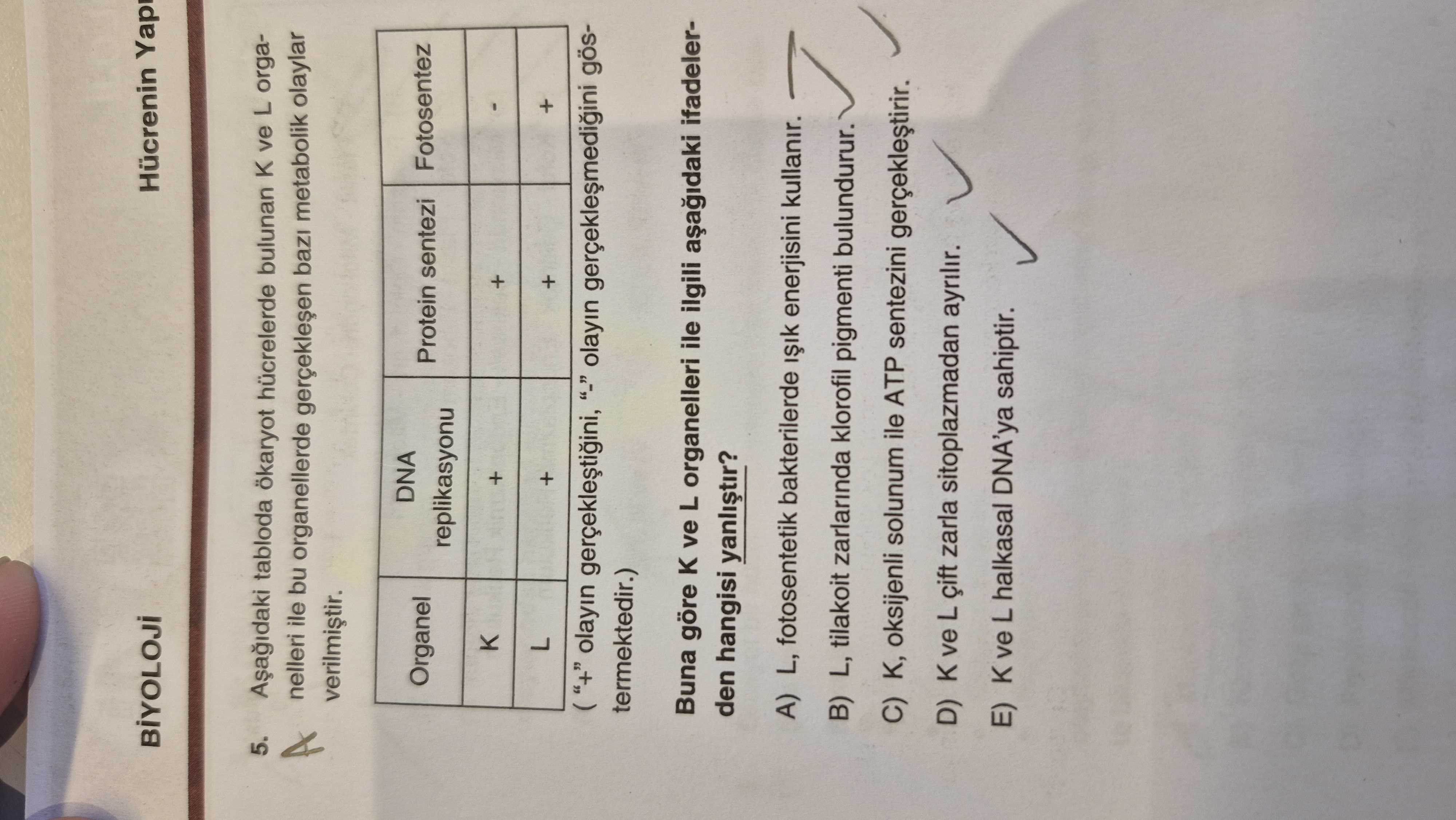 Aşağıdaki tabloda ökaryot hücrelerde bulunan K ve L organelleri ile bu organellerde gerçekleşen bazı