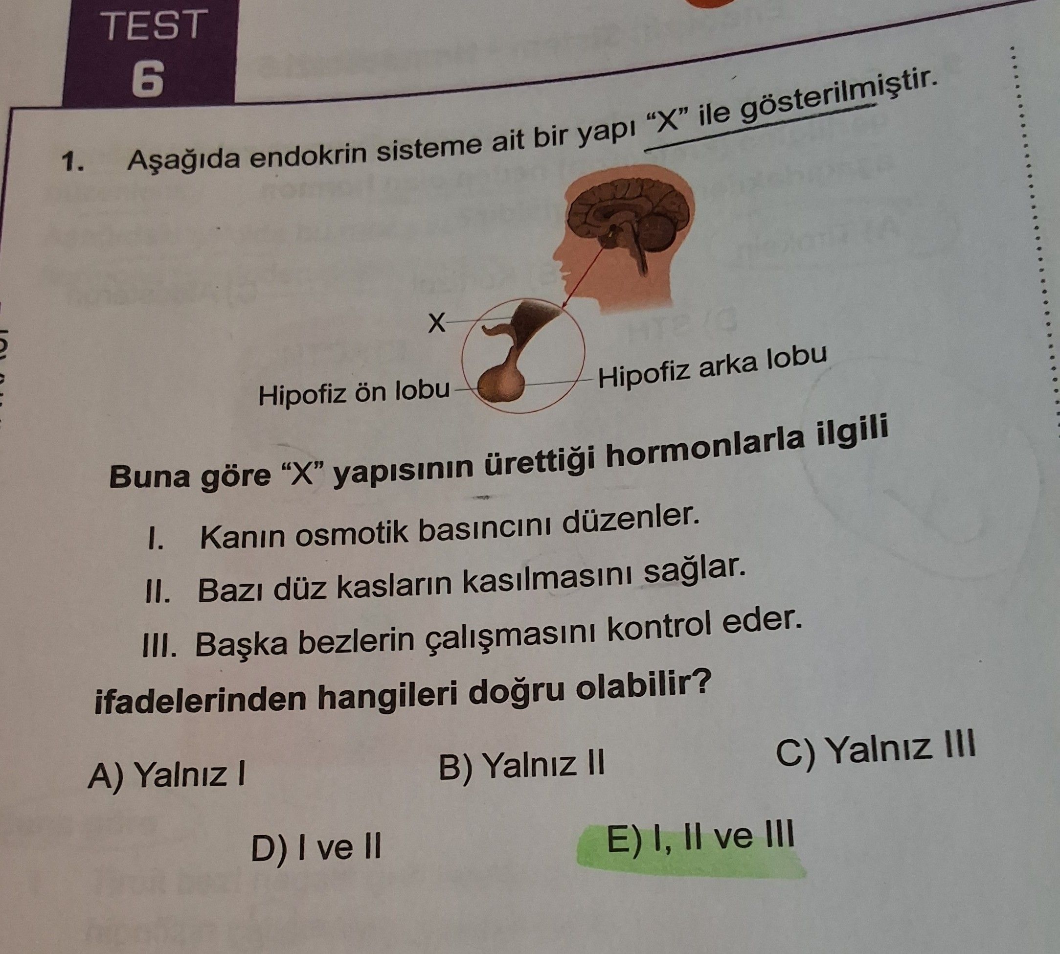 Aşağıda endokrin sisteme ait bir yapı "X" ile gösterilmiştir. Buna göre "X" yapısının ürettiği