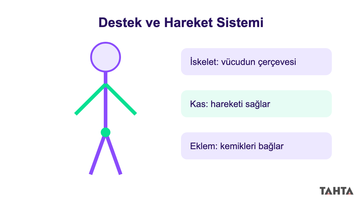 5. sınıf destek ve hareket sistemi şeması: iskelet, kas ve eklem yapıları