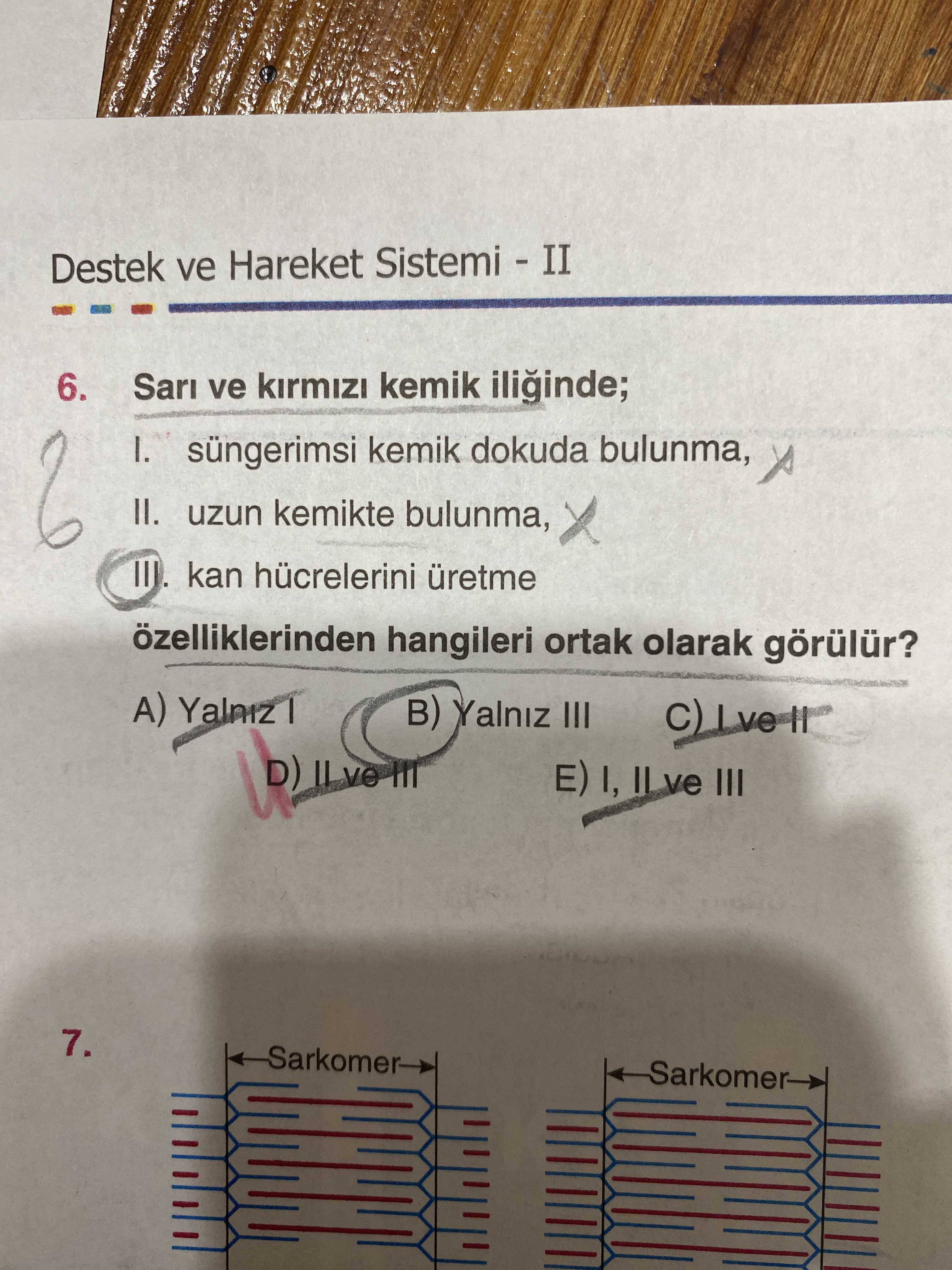Sarı ve kırmızı kemik iliğinde; I. süngerimsi kemik dokuda bulunma, II. uzun kemikte bulunma, III