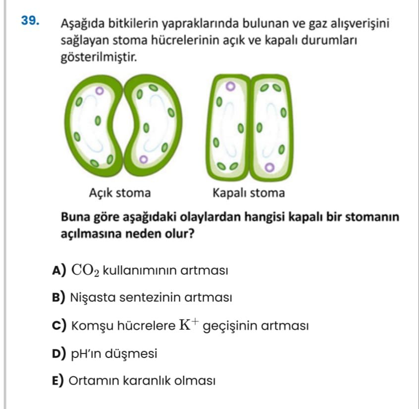 39. bitkilerin yapraklarinda bulunan ve gaz saglayan stoma hücrelerinin açik ve durumlari gösterilmistir. Açik stoma Buna göre olaylardan hangisi kapali bir stomanin açilmasina neden olur. CO2 kullaniminin artmasi в) sentezinin artmasi c) Komu hücrelere K+ artmasi D) pH'in E) Ortamin karanlik olmasi 39. CO2 kullaniminin artmasi в) sentezinin artmasi c) Komu hücrelere K+ artmasi D) pH'in E) Ortamin karanlik olmasi. ?? Model.Question.title