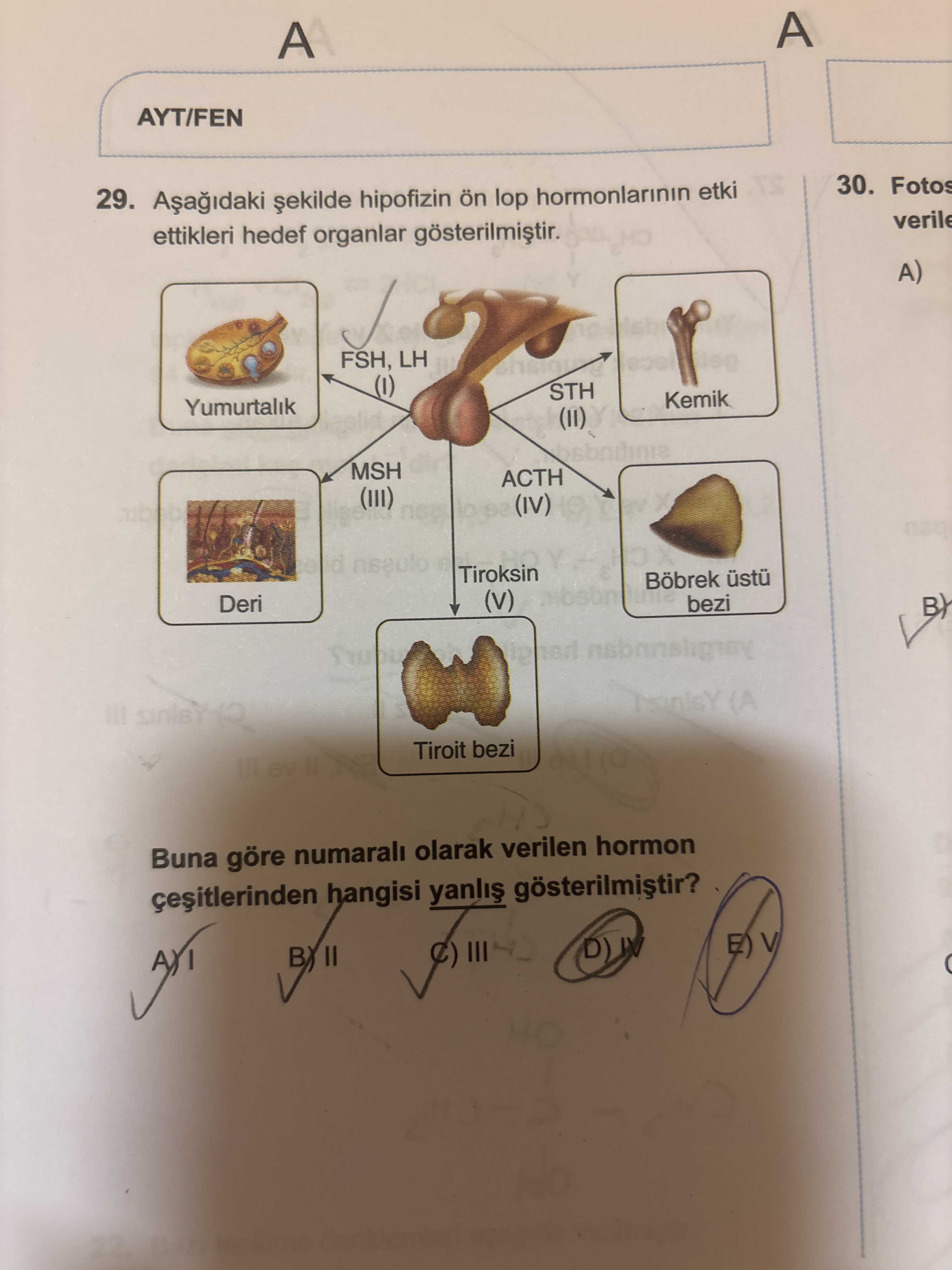 Aşağıdaki şekilde hipofizin ön lop hormonlarının etki ettikleri hedef organlar gösterilmiştir. Buna