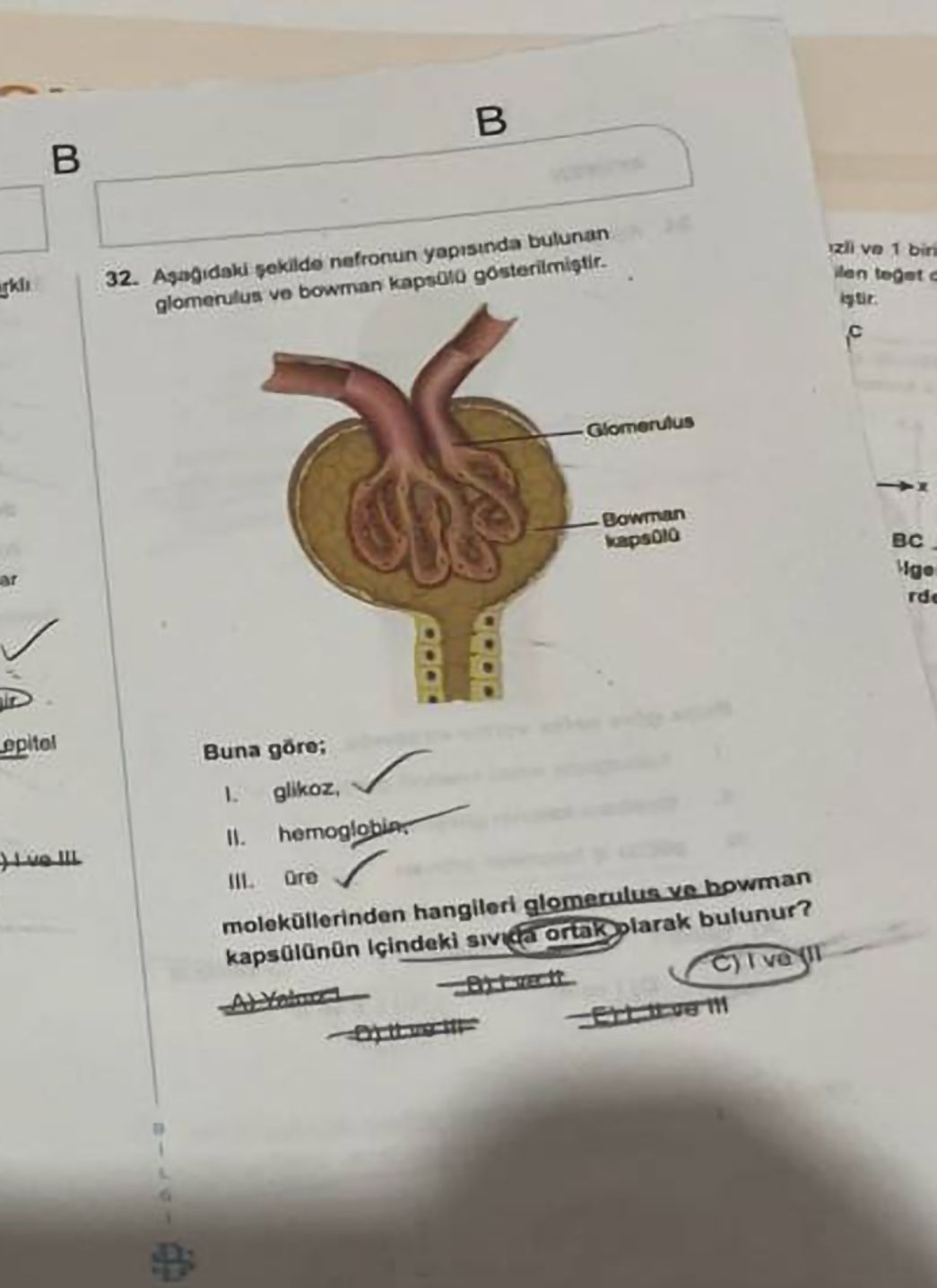 Aşağıdaki şekilde nefronun yapısında bulunan glomerulus ve bowman kapsülü gösterilmiştir. Buna göre