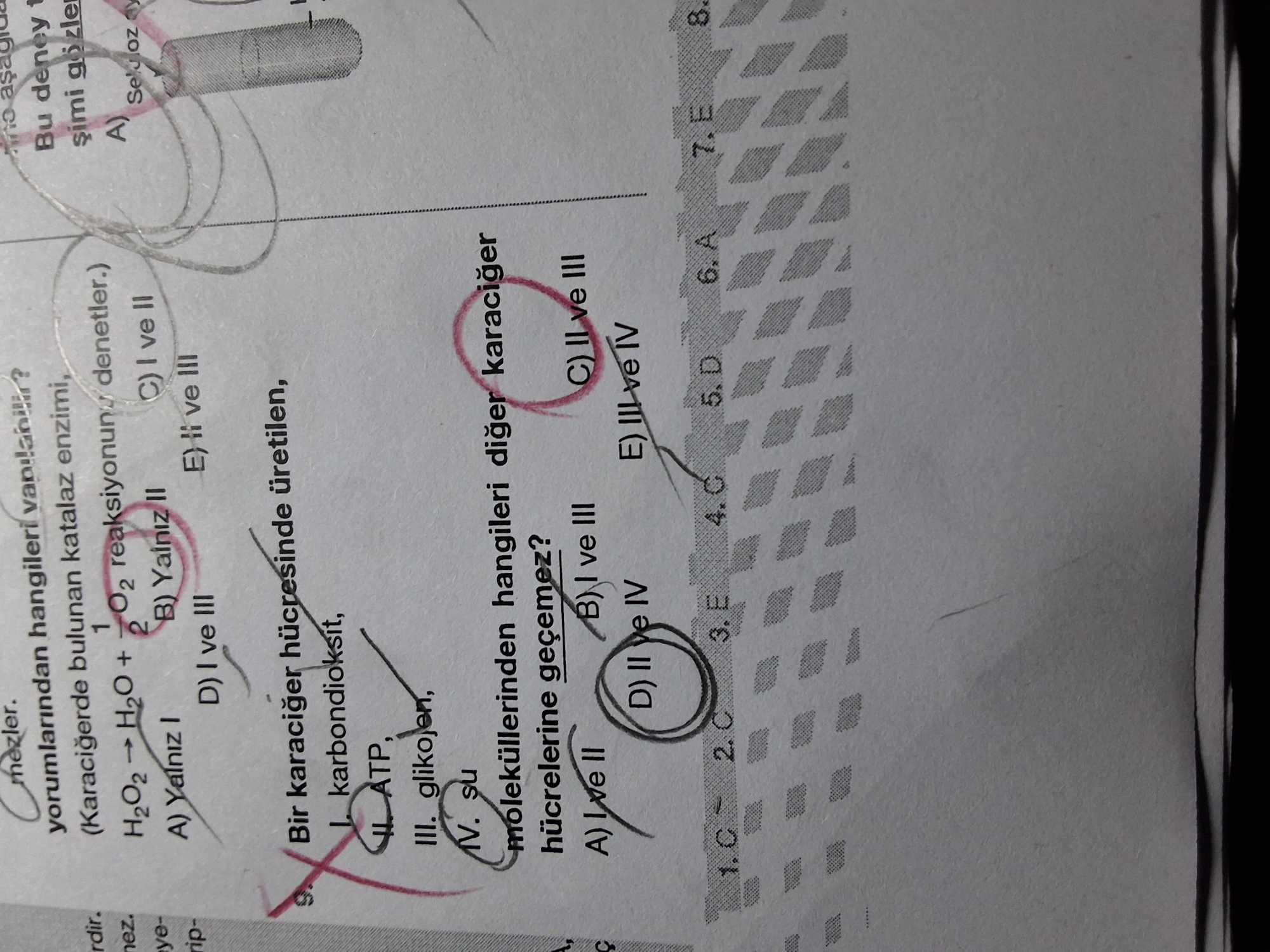 Bir karaciğer hücresinde üretilen, I. karbondioksit, II. ATP, III. glikojen, IV. su moleküllerinden