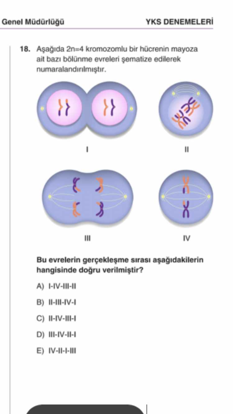 Aşağıda 2n=4 kromozomlu bir hücrenin mayoza ait bazı bölünme evreleri şematize edilerek
