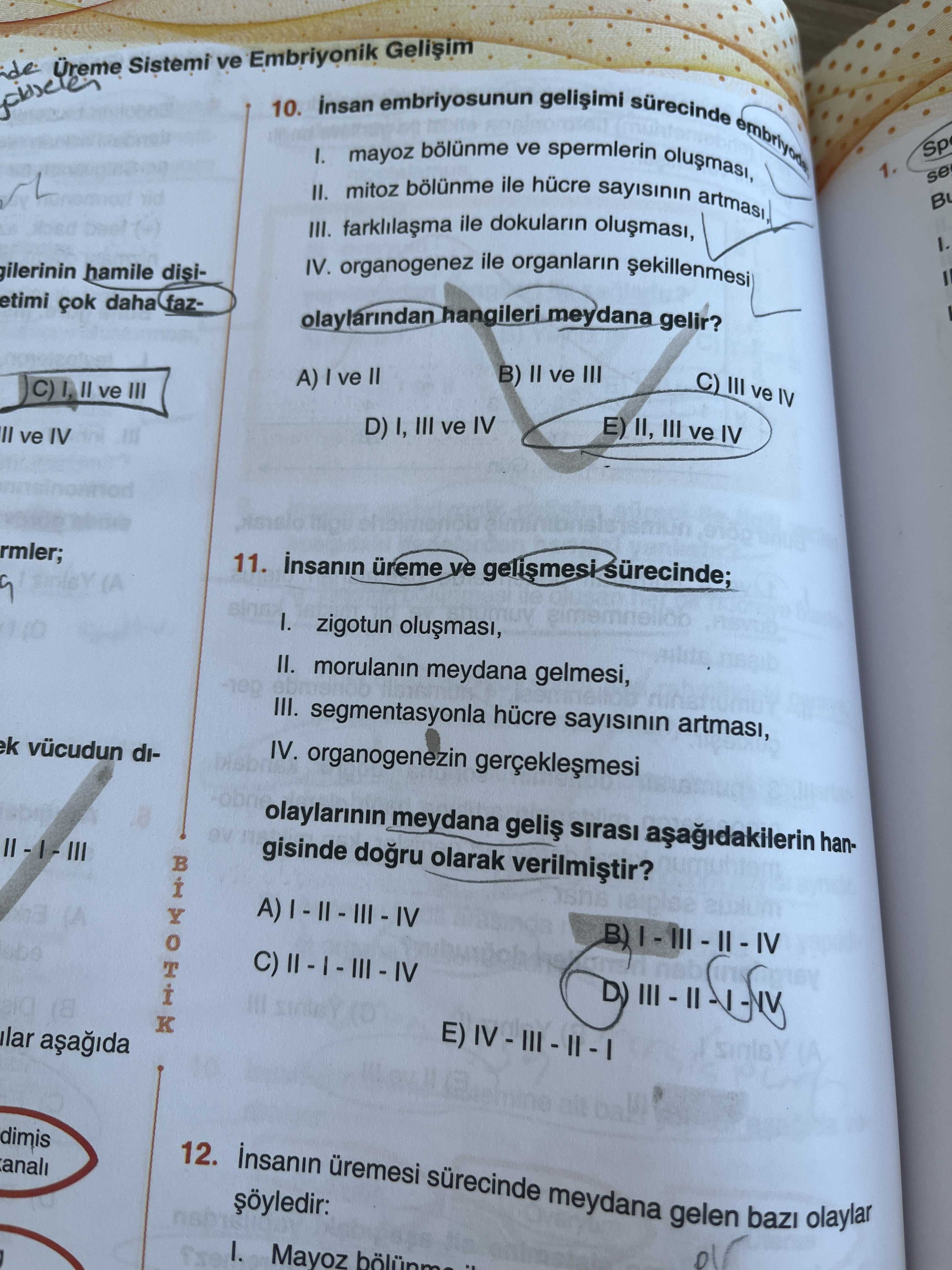 İnsan embriyosunun gelişimi sürecinde embriyonik I. mayoz bölünme ve spermlerin oluşması, II. mitoz
