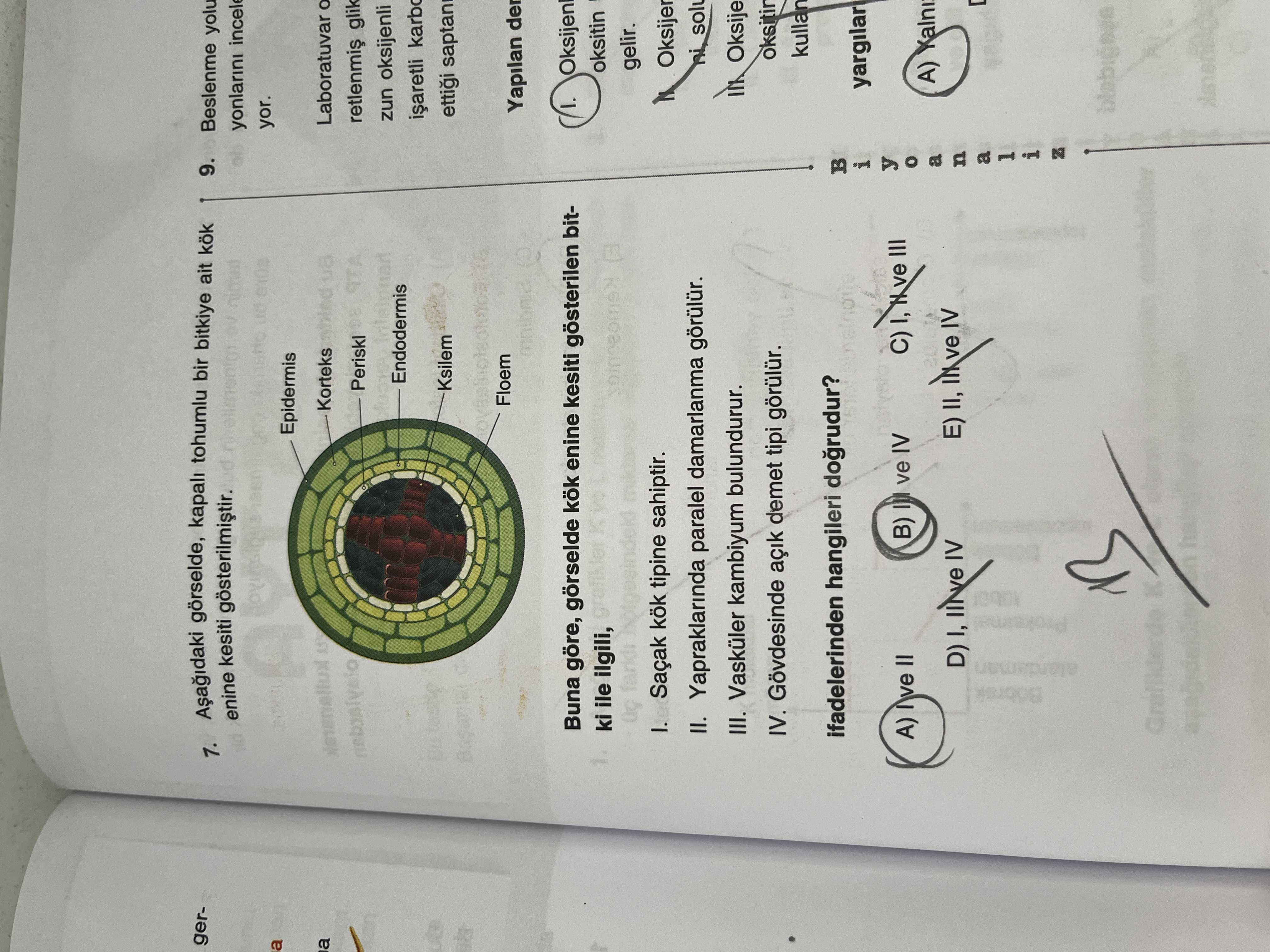 Aşağıdaki gösede, kapalı tohumlu bir bitkiye ait kök enine kesit gösterilmiştir. Buna göre, görselde kök enine kesit gösterilen