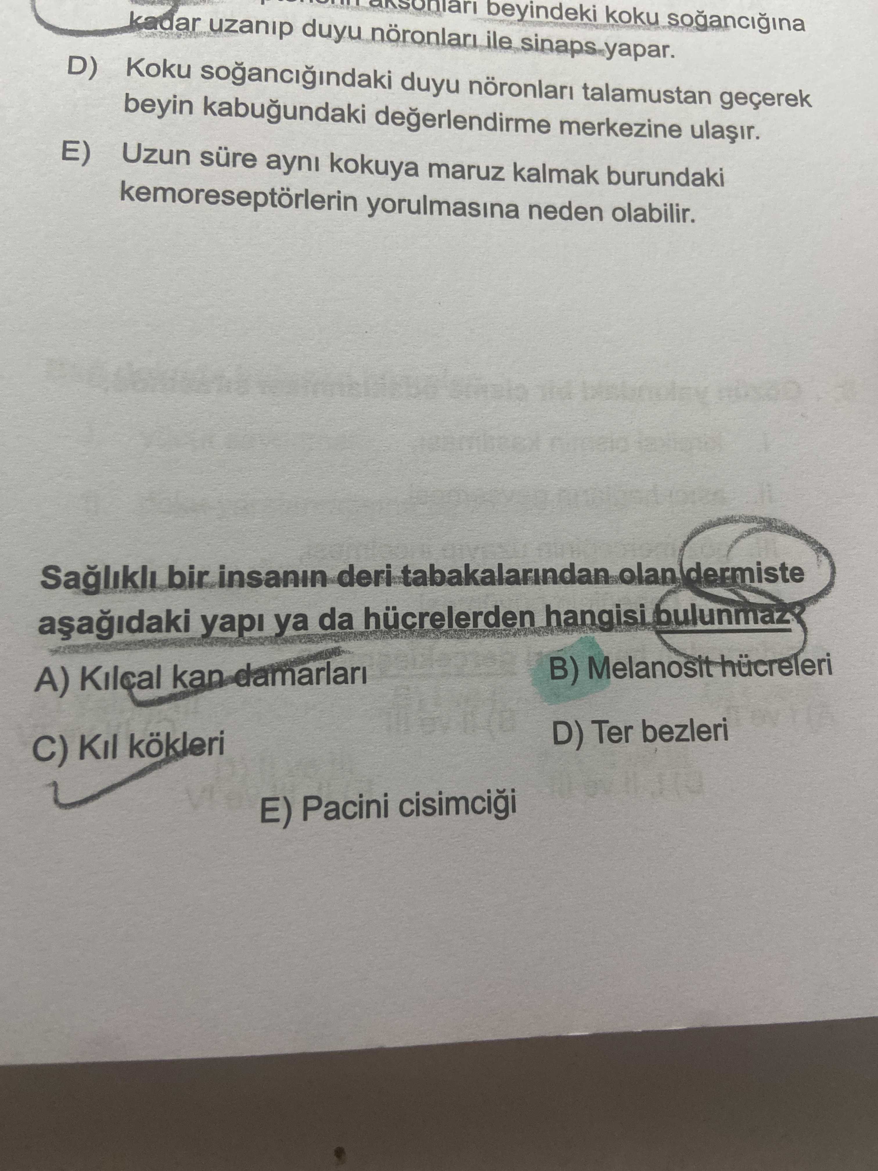 Sağlıklı bir insanın deri tabakalarından olan dermiste aşağıdaki yapı ya da hücrelerden hangisi bulunmaz?