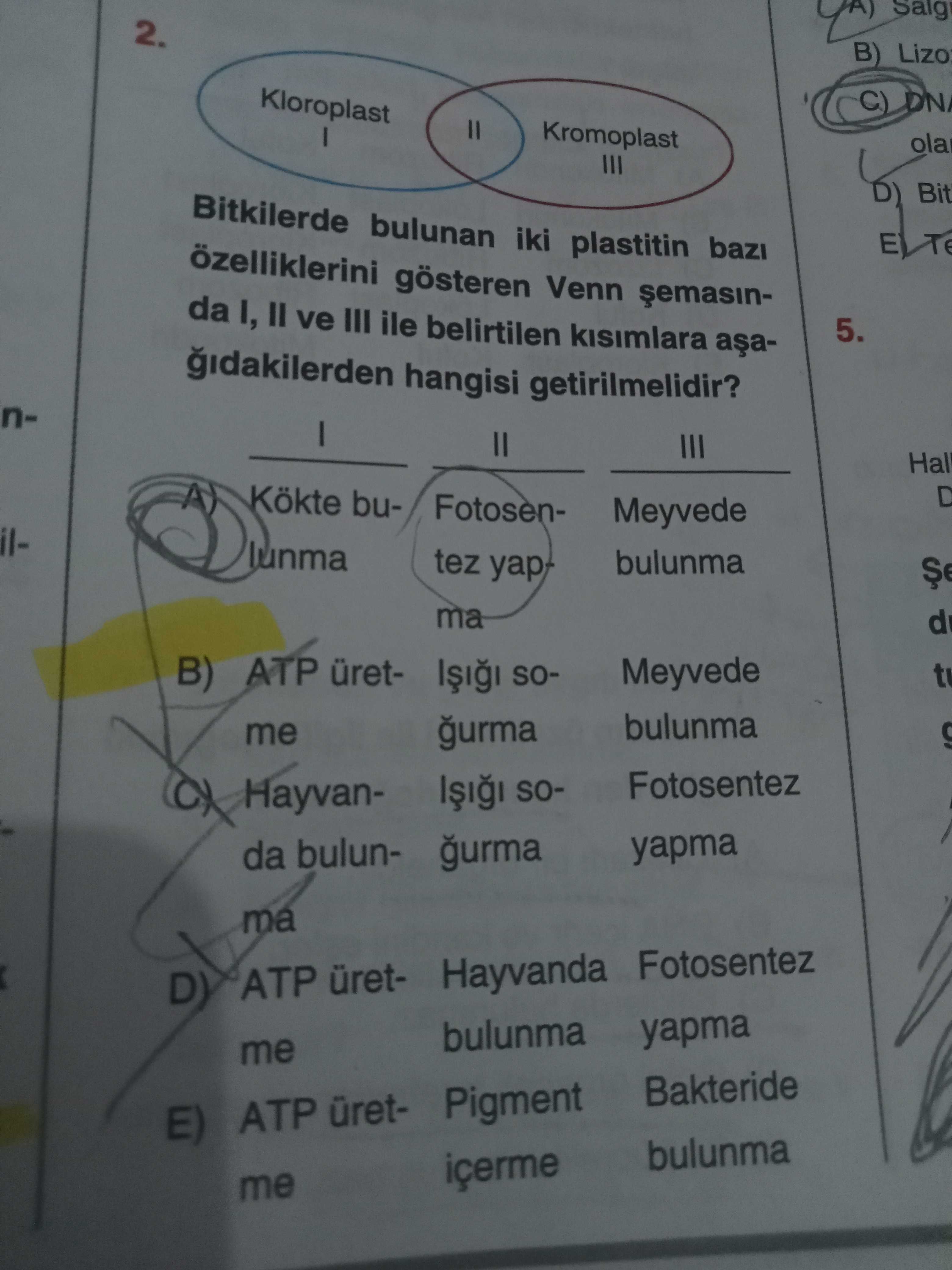 Biyoloji (12. Sınıf)