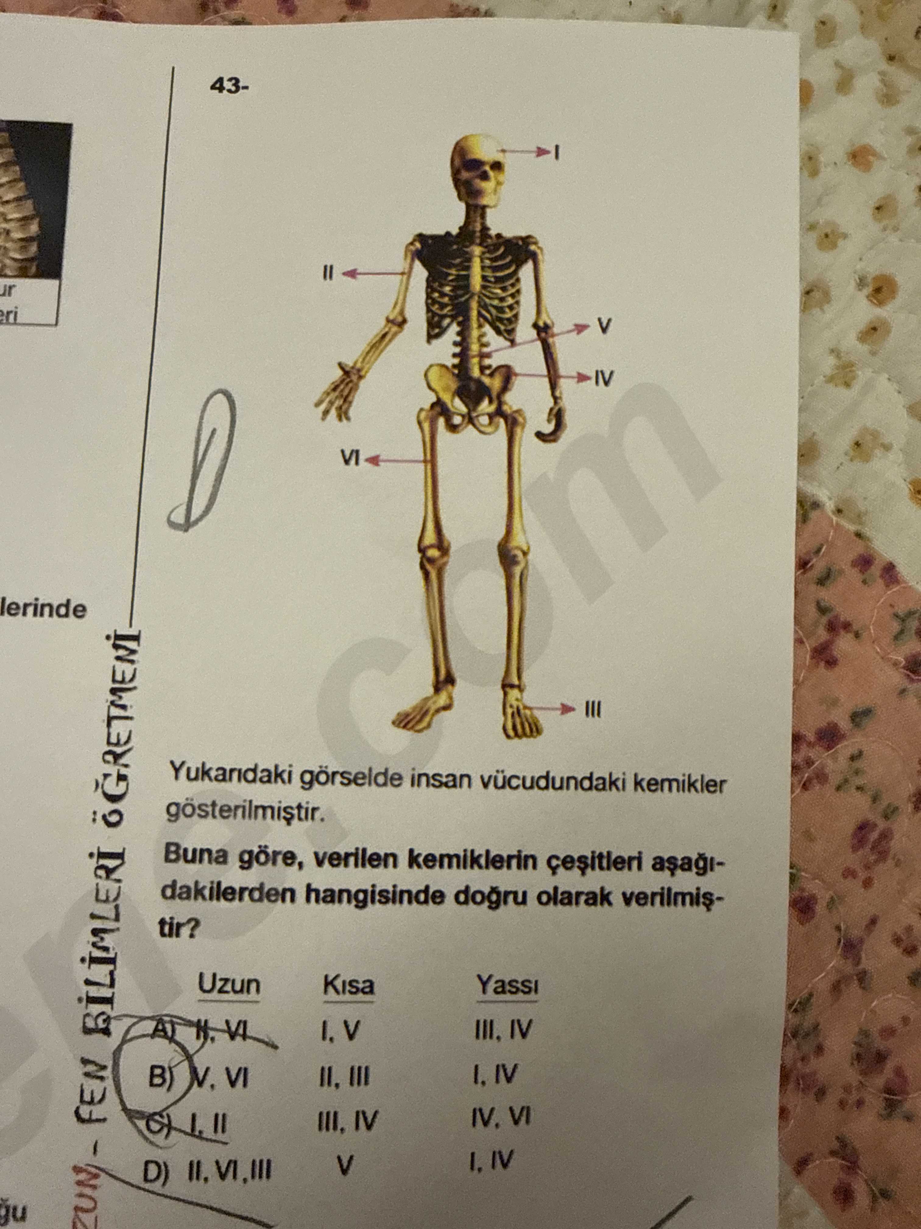 43- Yukarıdaki görselde insan vücudundaki kemikler gösterilmiştir. Buna göre, verilen kemiklerin