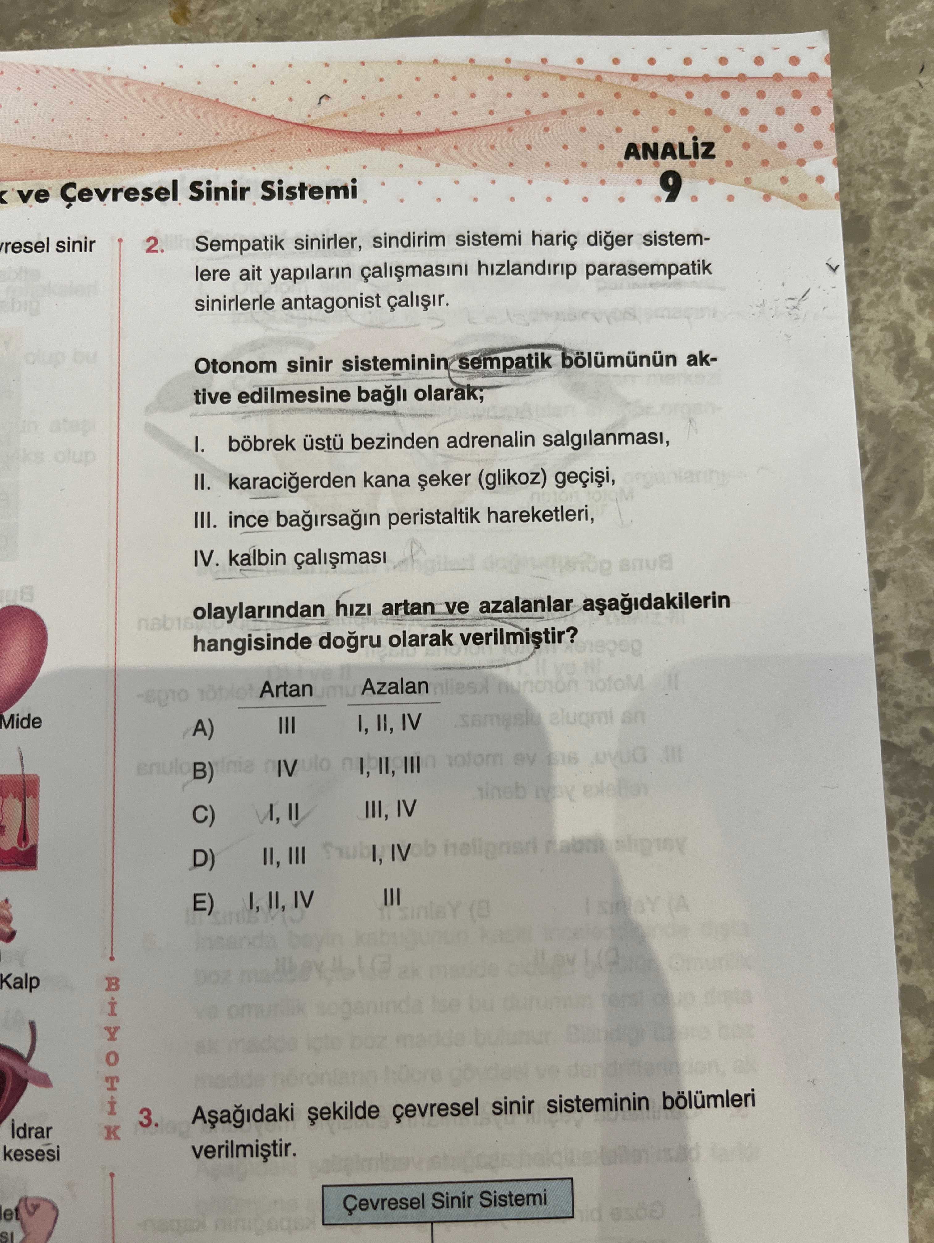 ANALİZ 9. k ve Çevresel Sinir Sistemi evresel sinir 2. Sempatik sinirler, sindirim sistemi hariç