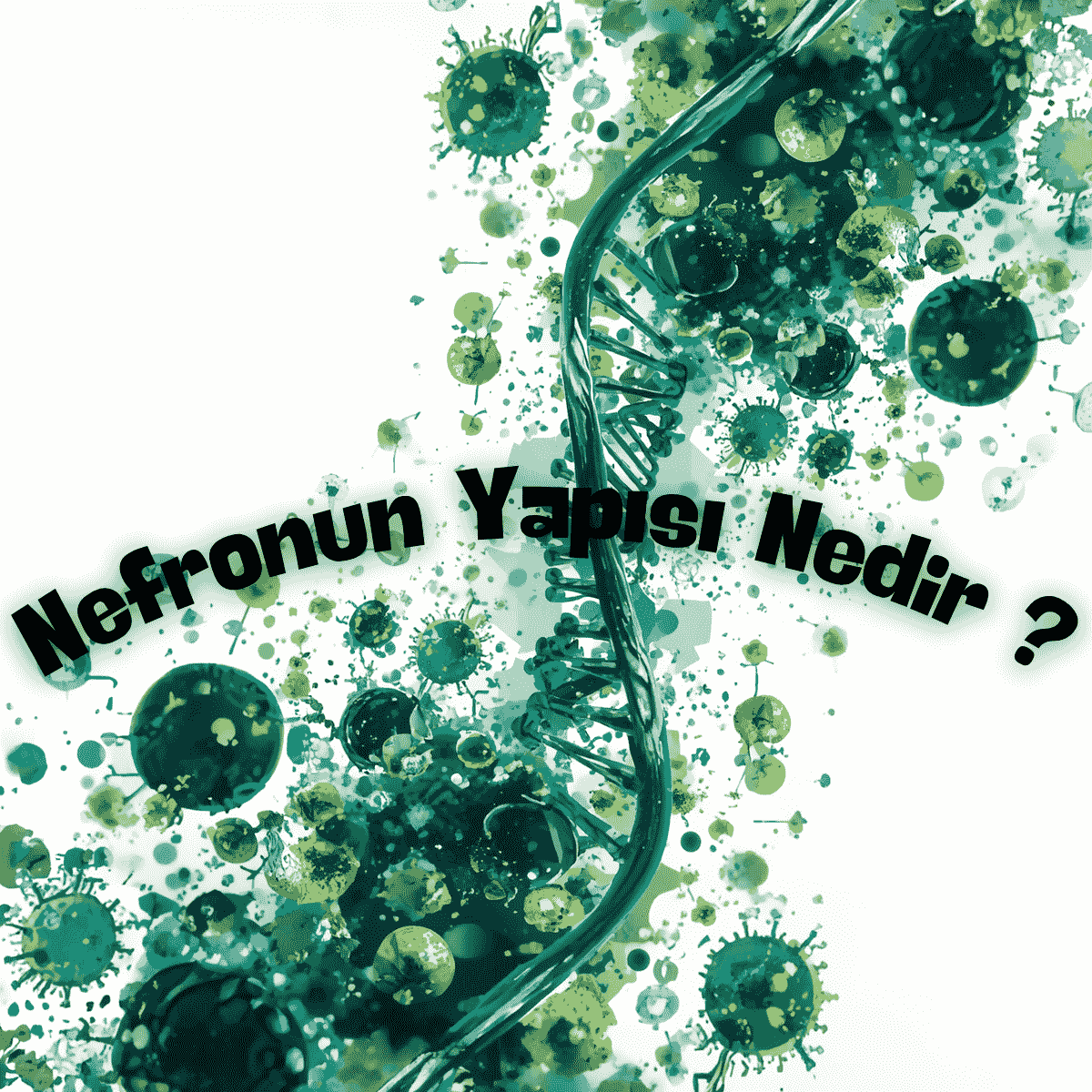 Nefron Nedir? Nefronun Yapısı ve Görevleri