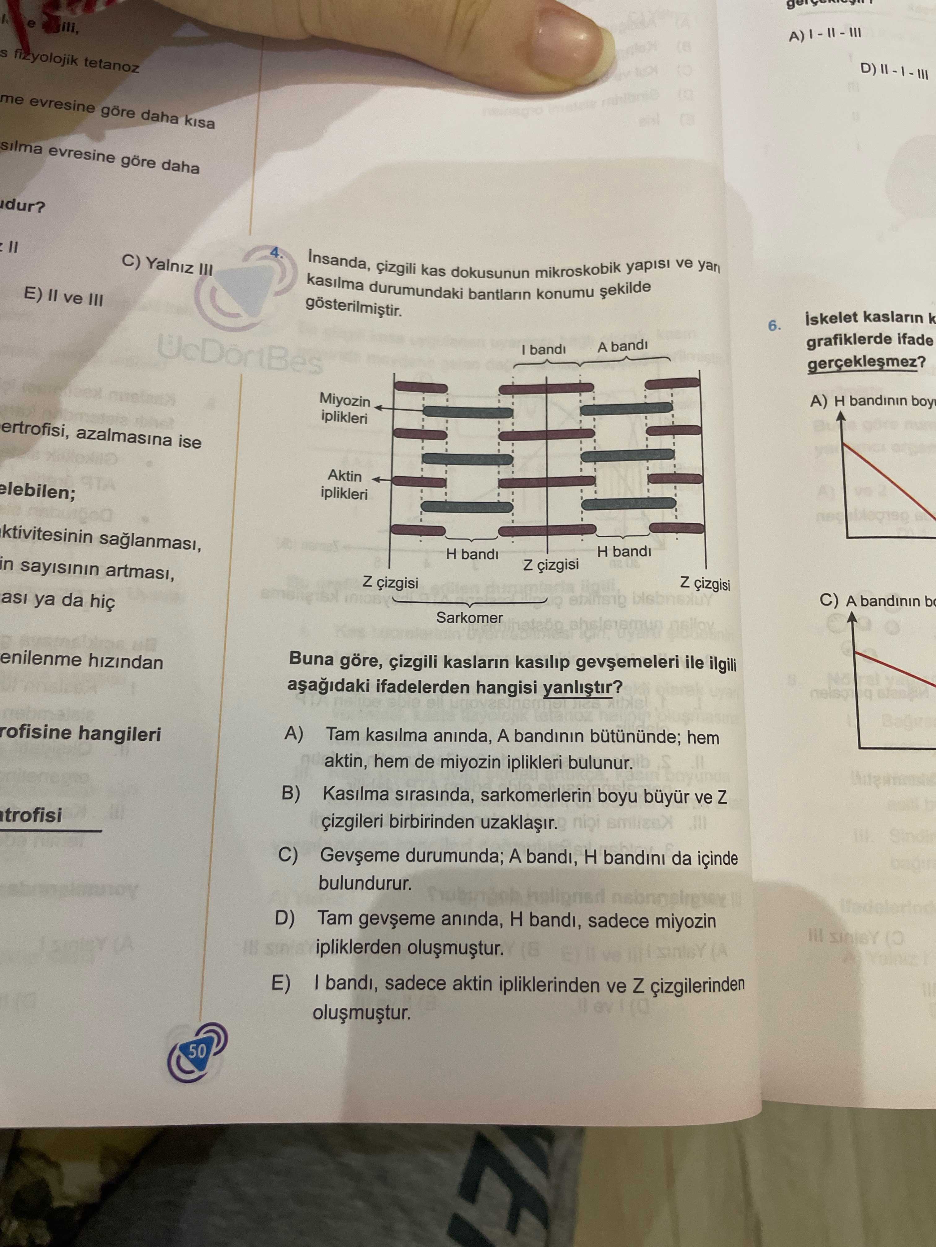 Fizyolojik tetanoz me evresine göre daha silma evresine göre daha dur.