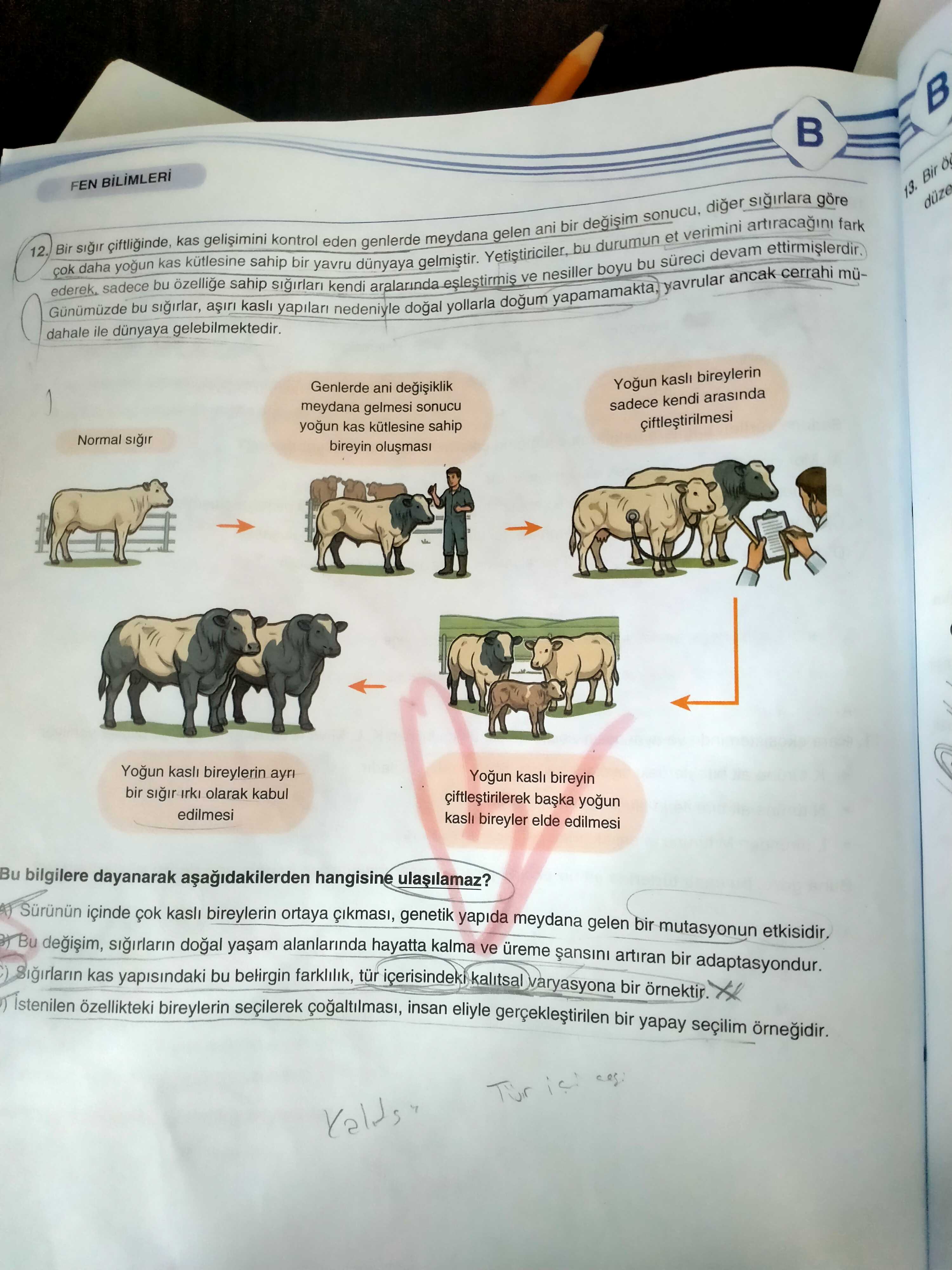 Bir sığır çiftliğinde, kas gelişimini kontrol eden genlerde meydana gelen ani bir değişim sonucu