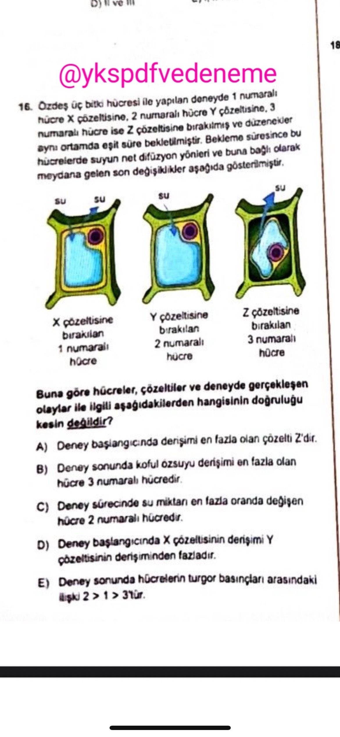 Özdeş üç bitki hücresi ile yapılan deneyde 1 numaralı hücre X çözeltisine, 2 numaralı hücre Y