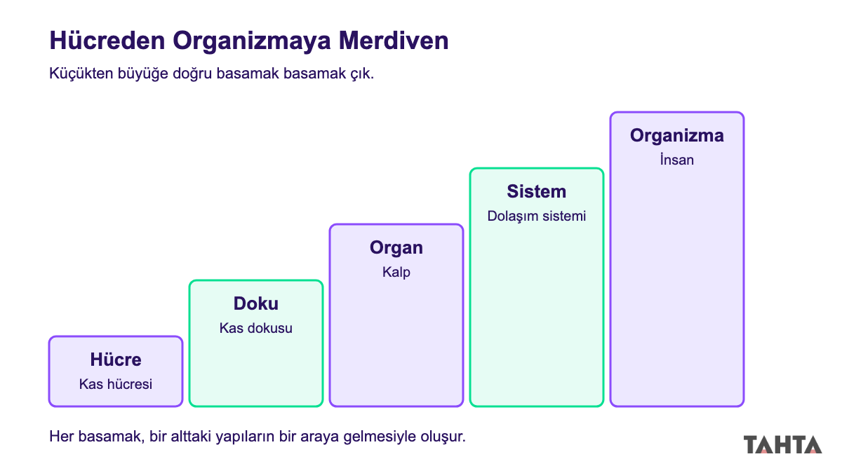 Hücreden organizmaya çıkan beş basamaklı merdiven şeması: kas hücresi, kas dokusu, kalp, dolaşım sistemi ve insan