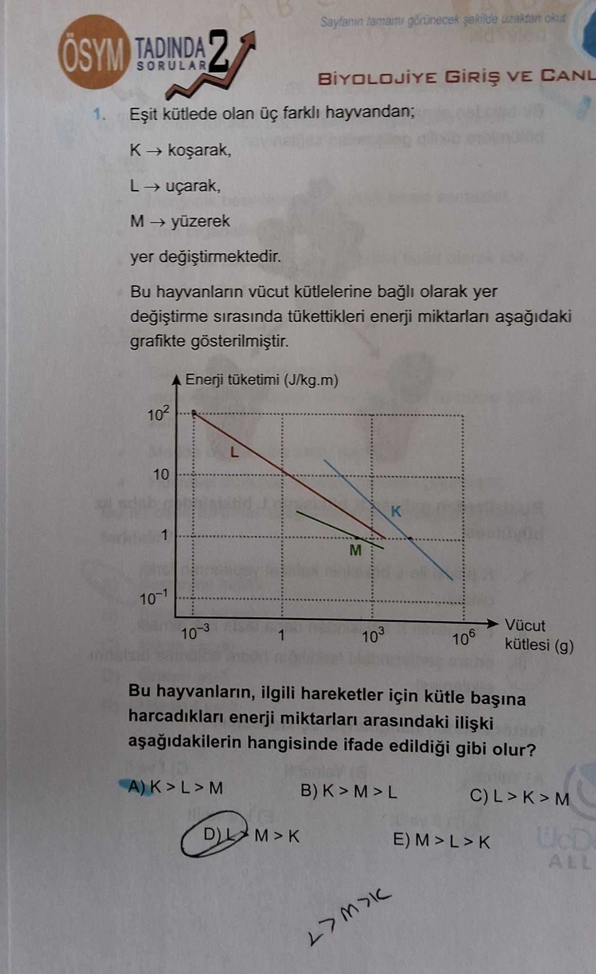 Eşit kütlede olan üç farklı hayvandan; K → koşarak, L → uçarak, M → yüzerek yer değiştirmektedir. Bu hayvanların vücut
