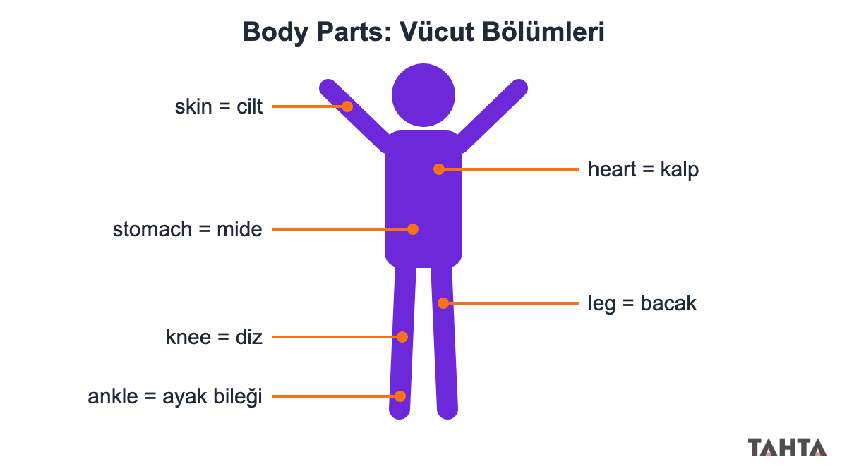 Çocuk figürü üzerinde skin, heart, stomach, leg, knee ve ankle kelimelerini Türkçeleriyle gösteren şema