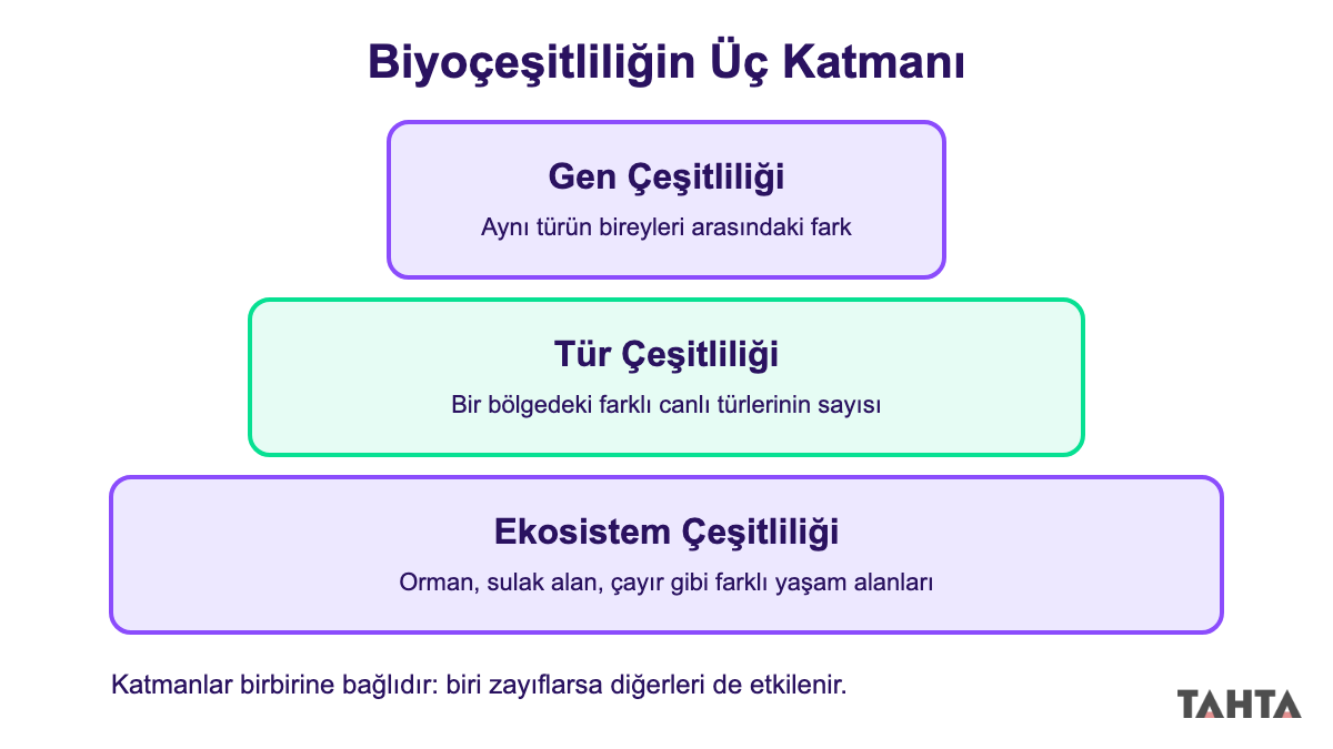 Biyoçeşitliliğin üç katmanını gösteren şema: gen çeşitliliği, tür çeşitliliği ve ekosistem çeşitliliği