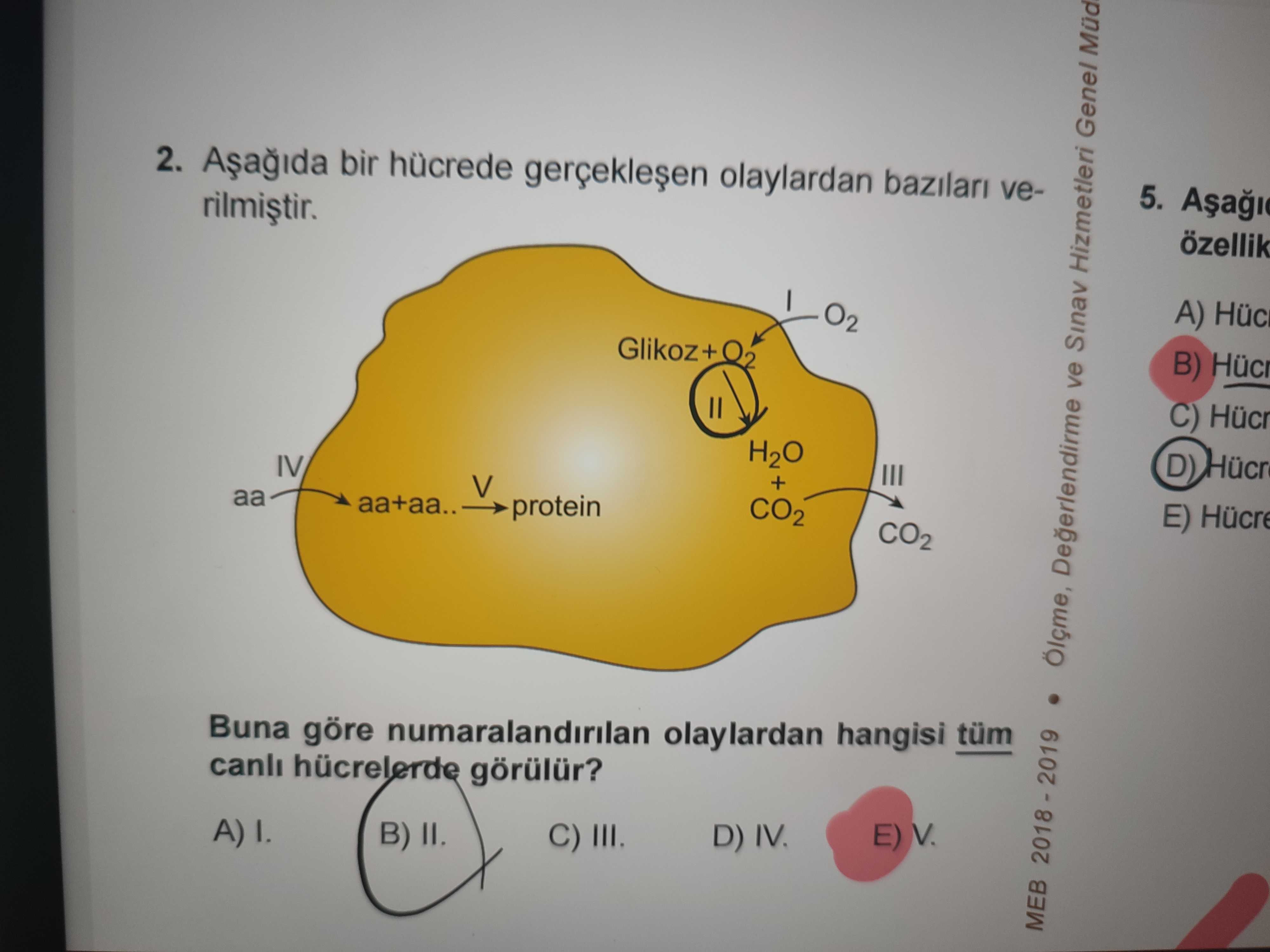 2. bir olaylardan bazilari ve5. özellik A) Hüc O2 Glikoz+ B) C) Hücr H2O D) Hücr IV + V aa+aa. CO2 E) Hücre protein CO2 Ölçme, Degerlendirme ve Sinav Hizmetleri Genel Mud Buna göre numaralandirilan olaylardan hangisi tüm canli hücrelerde görülür. E) V. D) C) III. MEB 2. MEB. ?? Model.Question.title