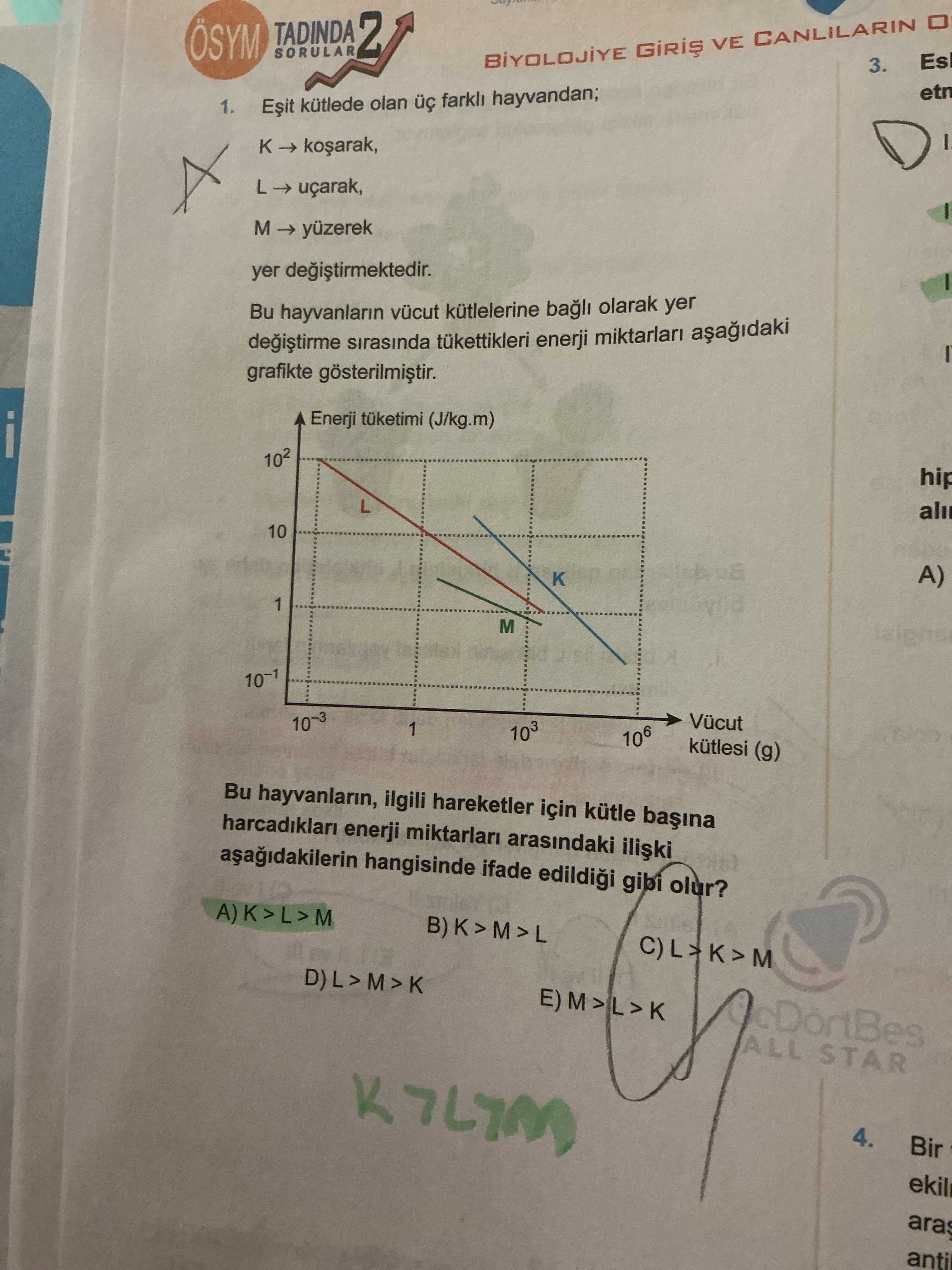 Eşit kütlede olan üç farklı hayvandan; K → koşarak, L → uçarak, M → yüzerek yer değiştirmektedir. Bu